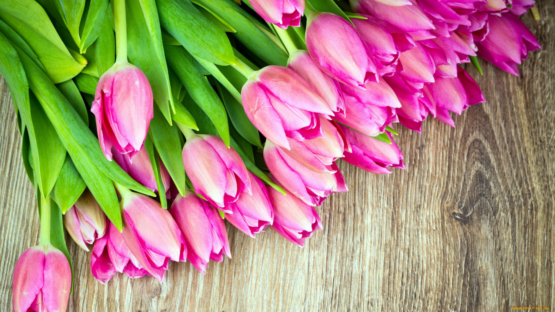 цветы, тюльпаны, розовый, бутоны