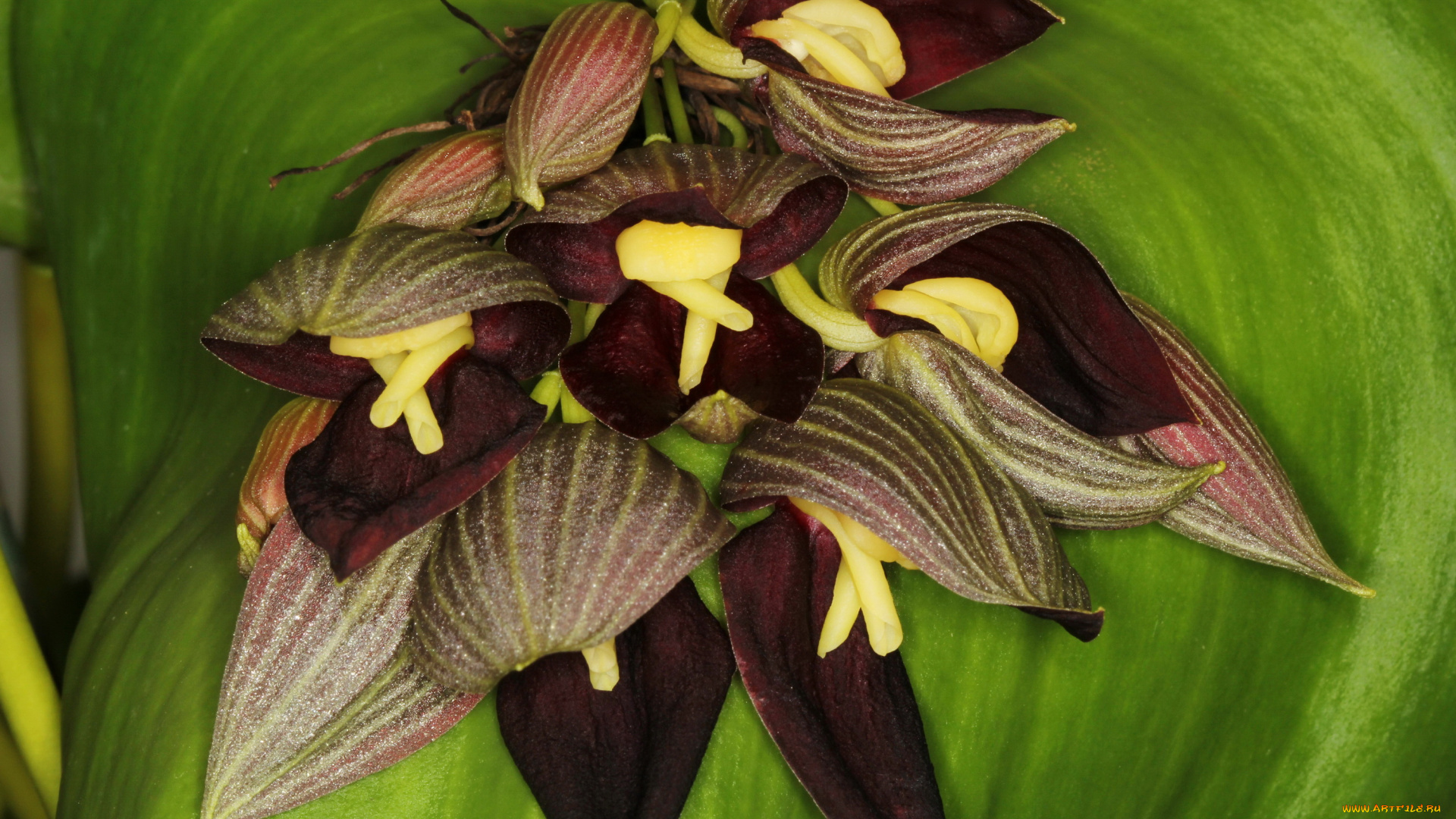 орхидеи, pleurothallis, teaguei, цветы, орхидеи, pleurothallis, teaguei