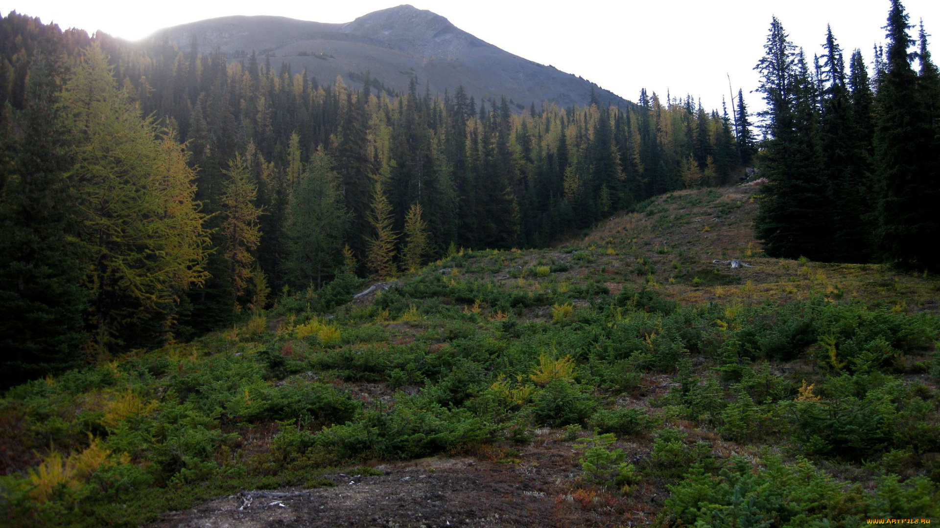 природа, горы, лес