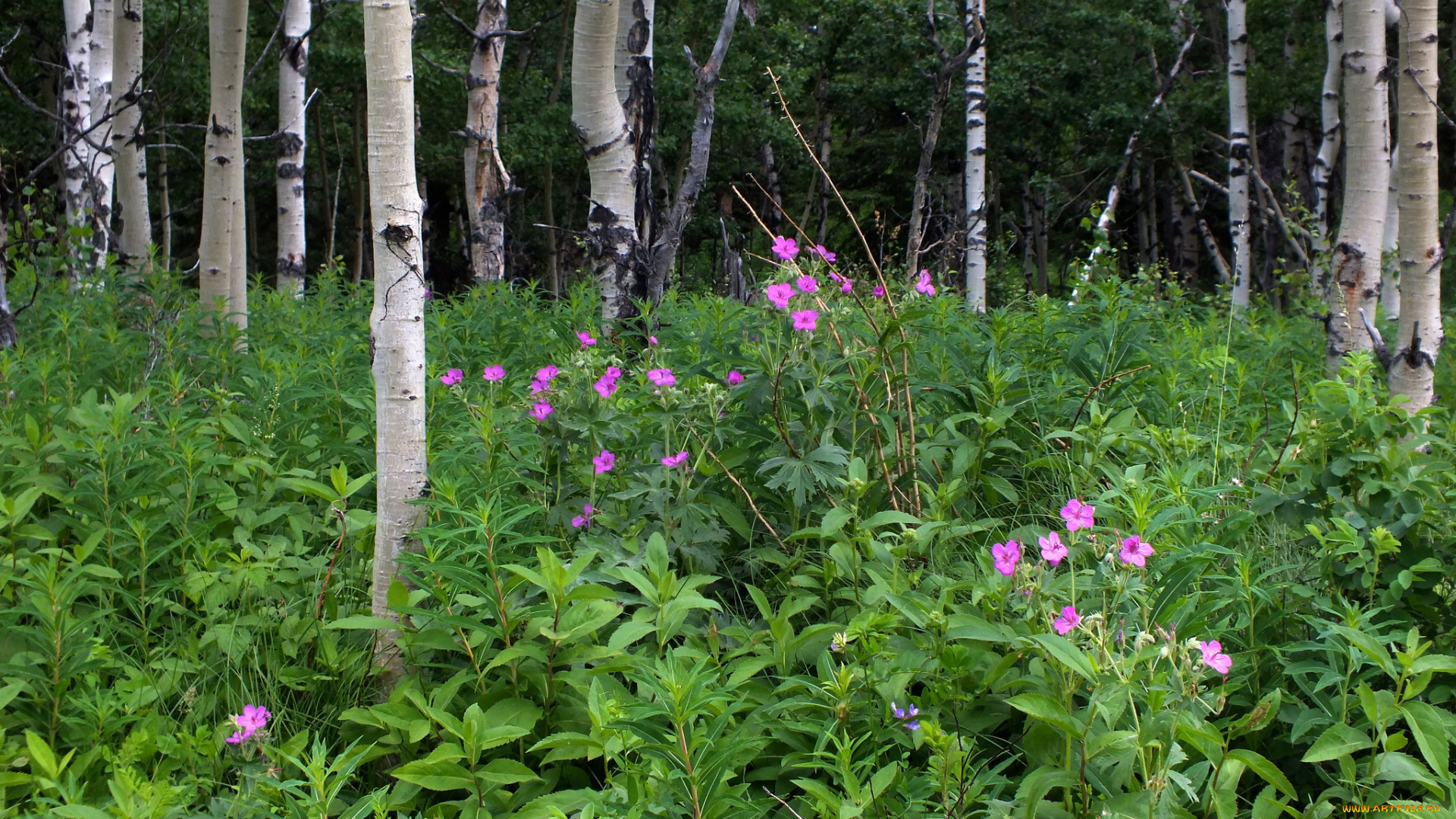 природа, лес