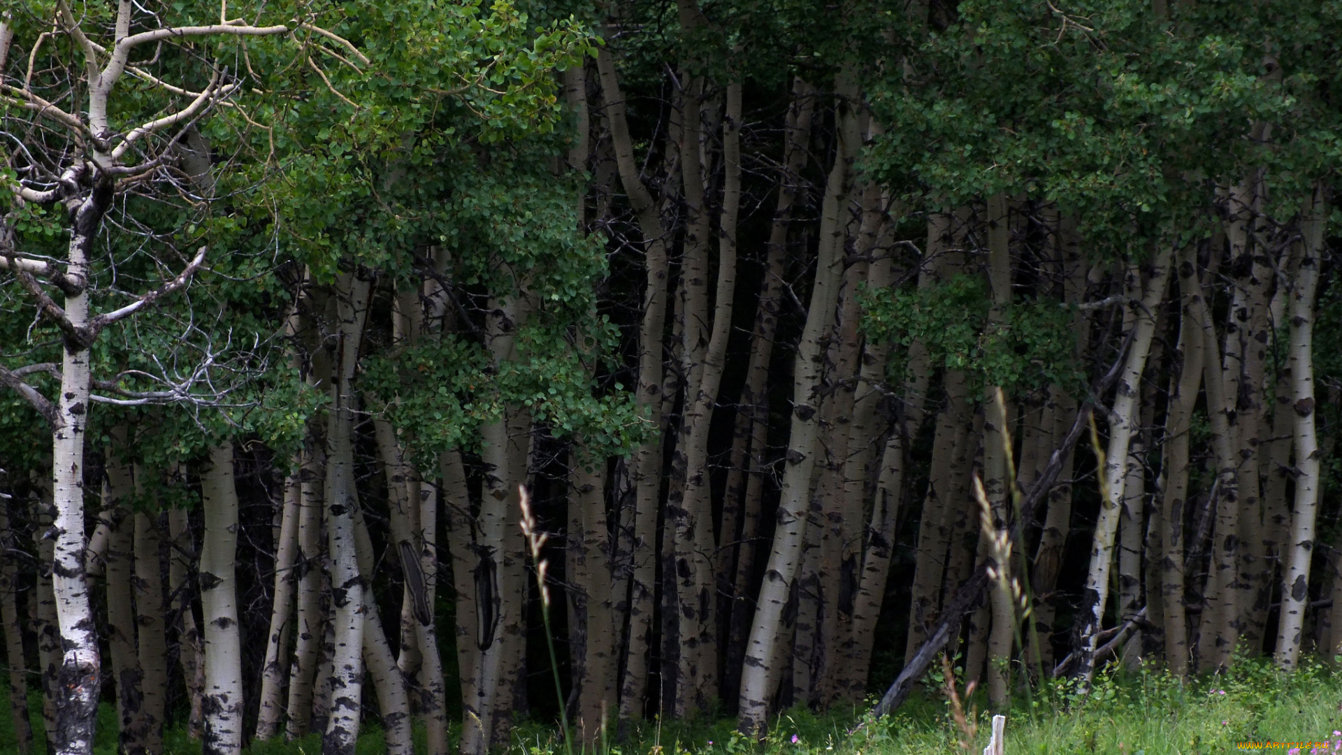 природа, лес, березы