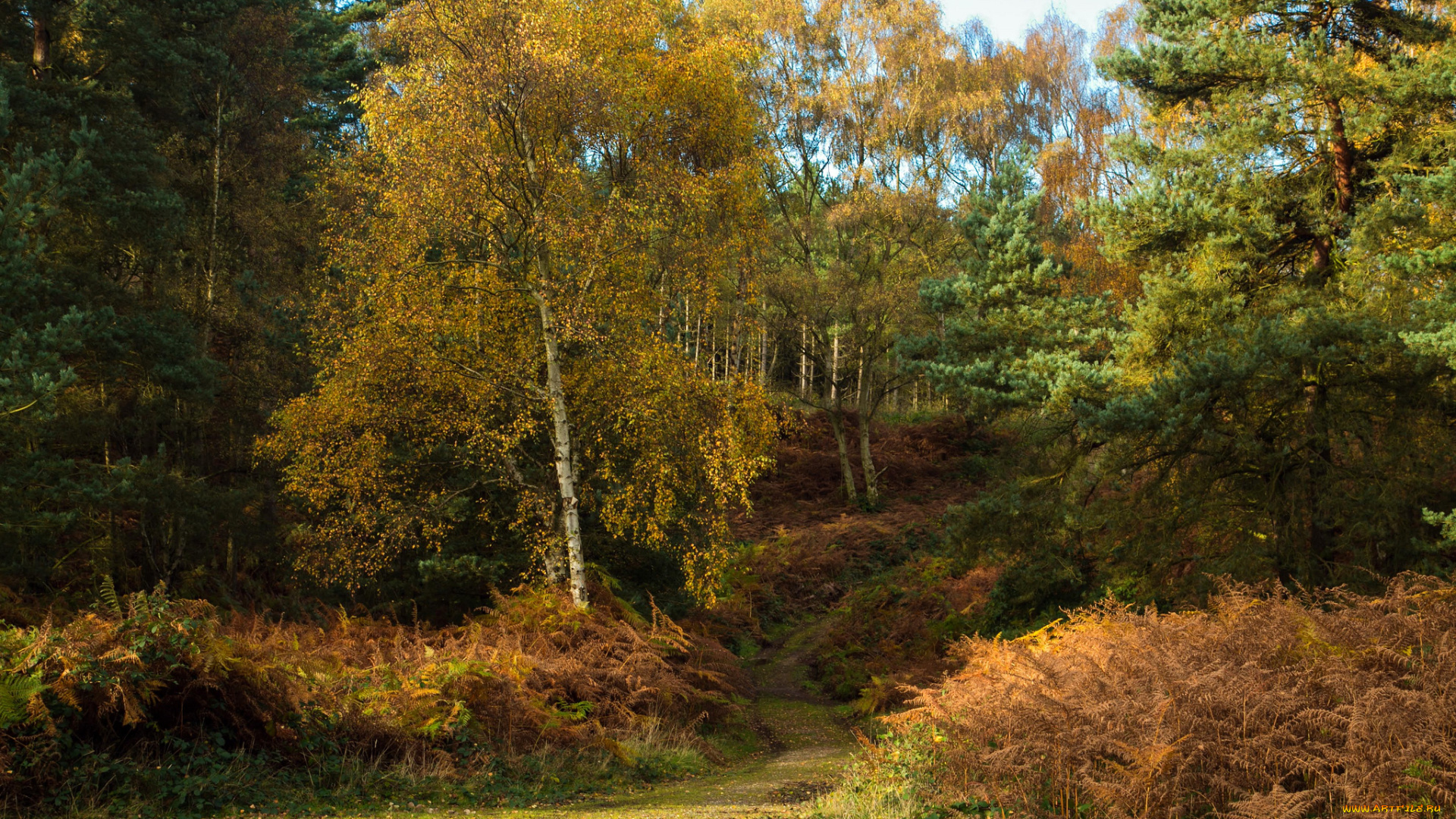 природа, лес, следуйте