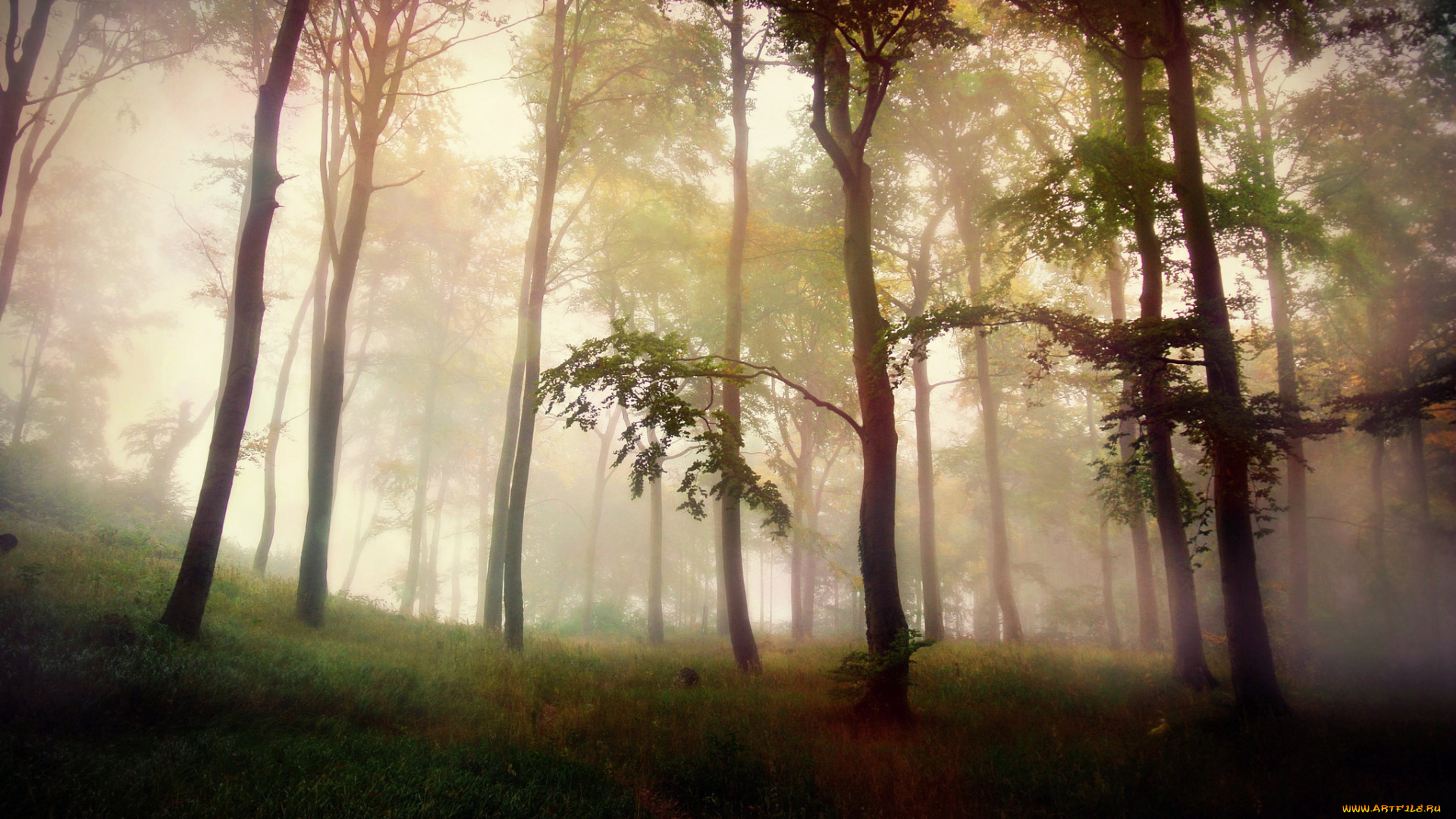 природа, лес, туман