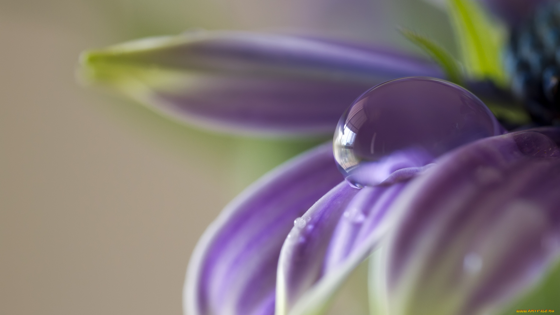 природа, макро, рай