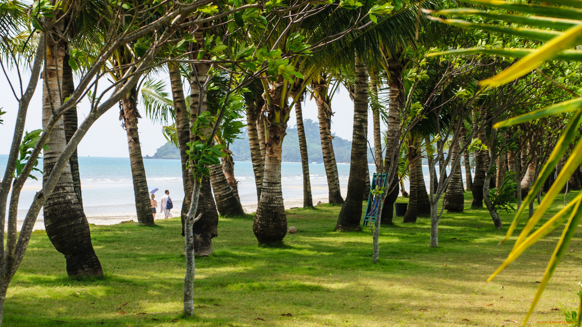 природа, тропики, парк