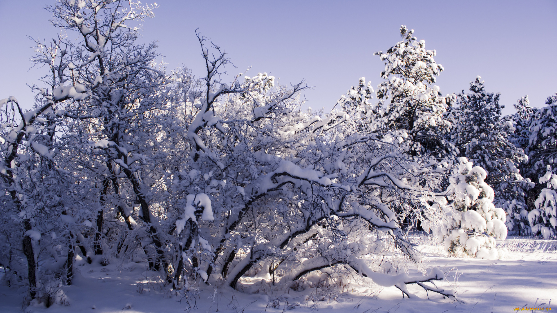 природа, зима