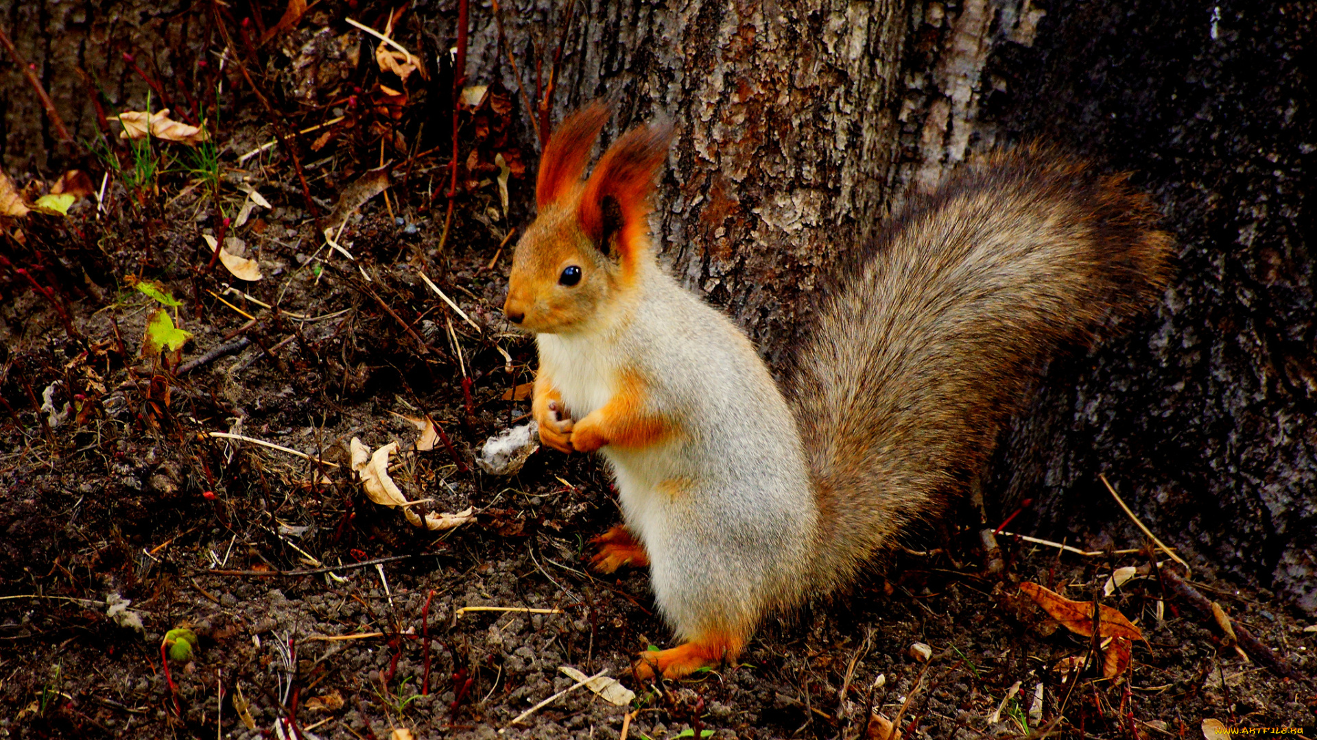животные, белки, белка