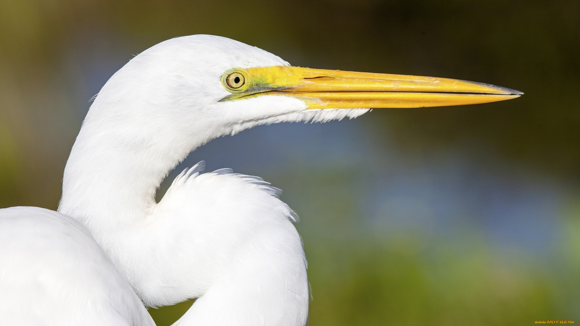 животные, цапли, профиль, клюв, белая, цапля