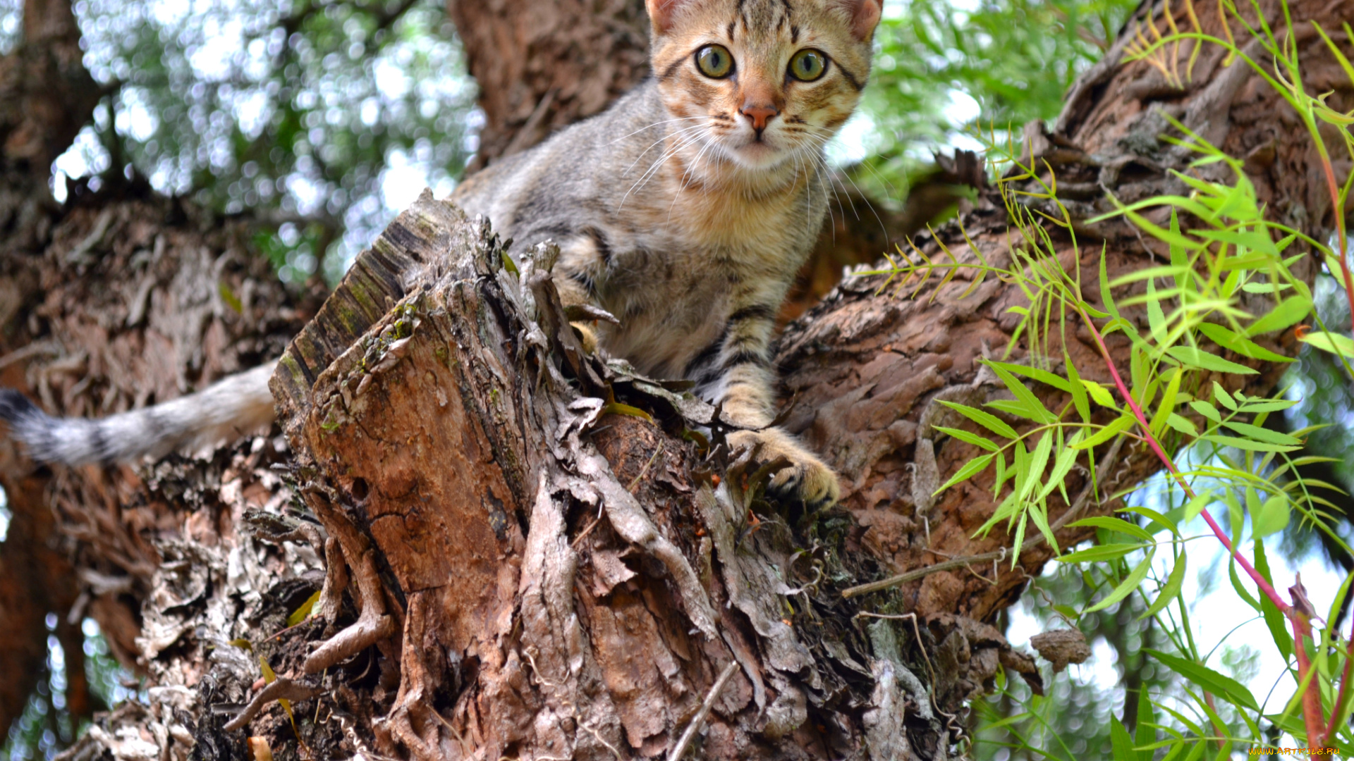 животные, коты, кот