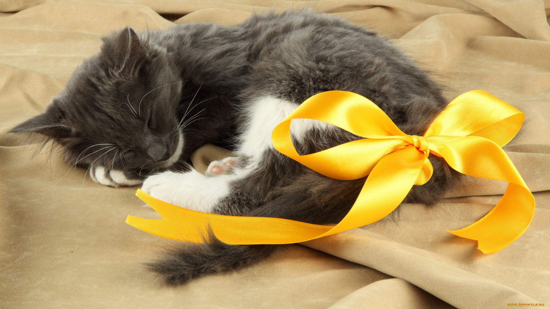 животные, коты, котенок, спит, бант
