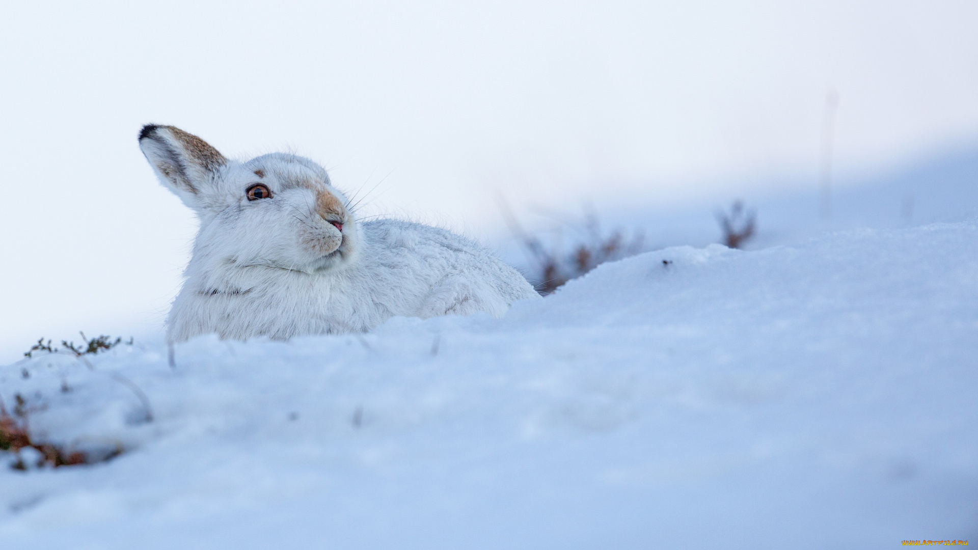 животные, кролики, , зайцы, заяц, снег
