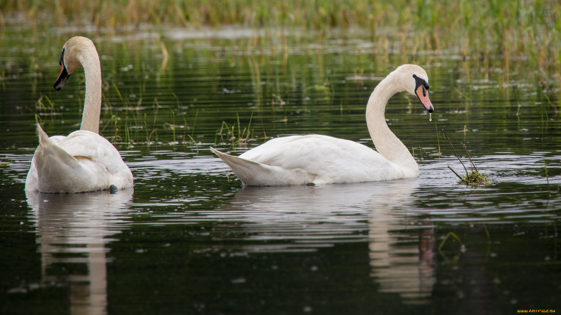 животные, лебеди, вода, белые, пара, грация, трава