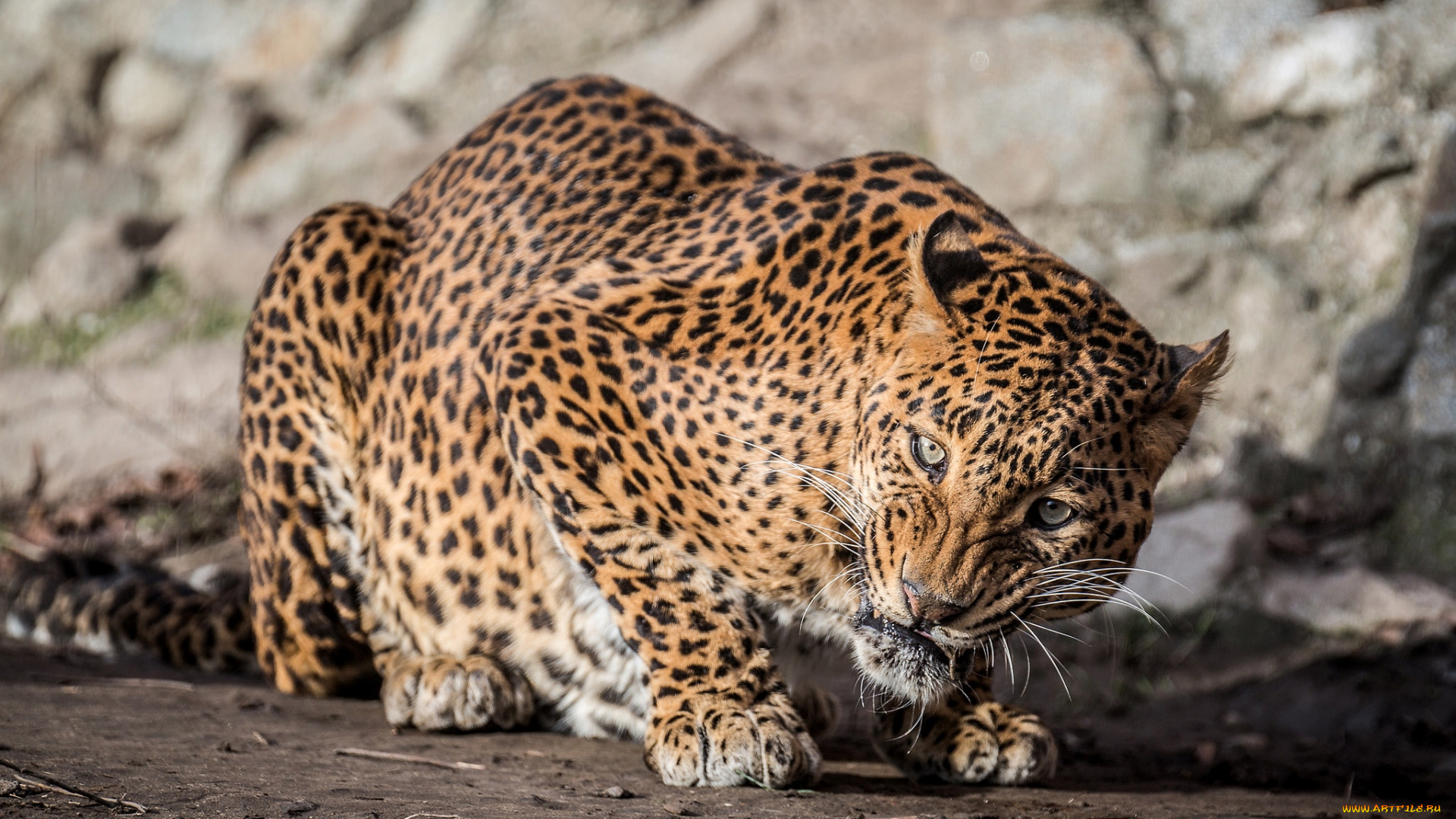 животные, леопарды, кошка
