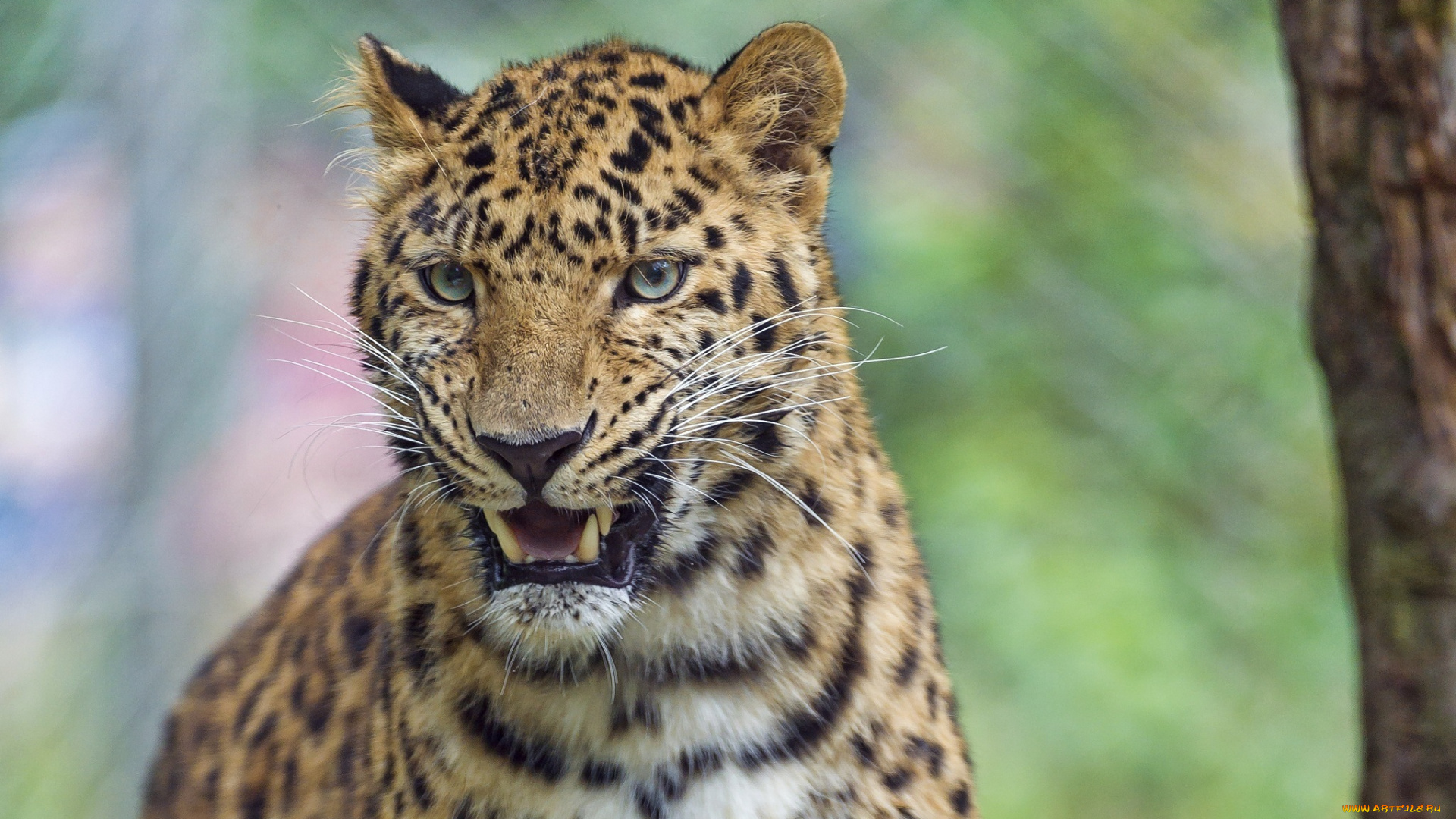 животные, леопарды, оскал, морда, угроза, леопард, злость, клыки