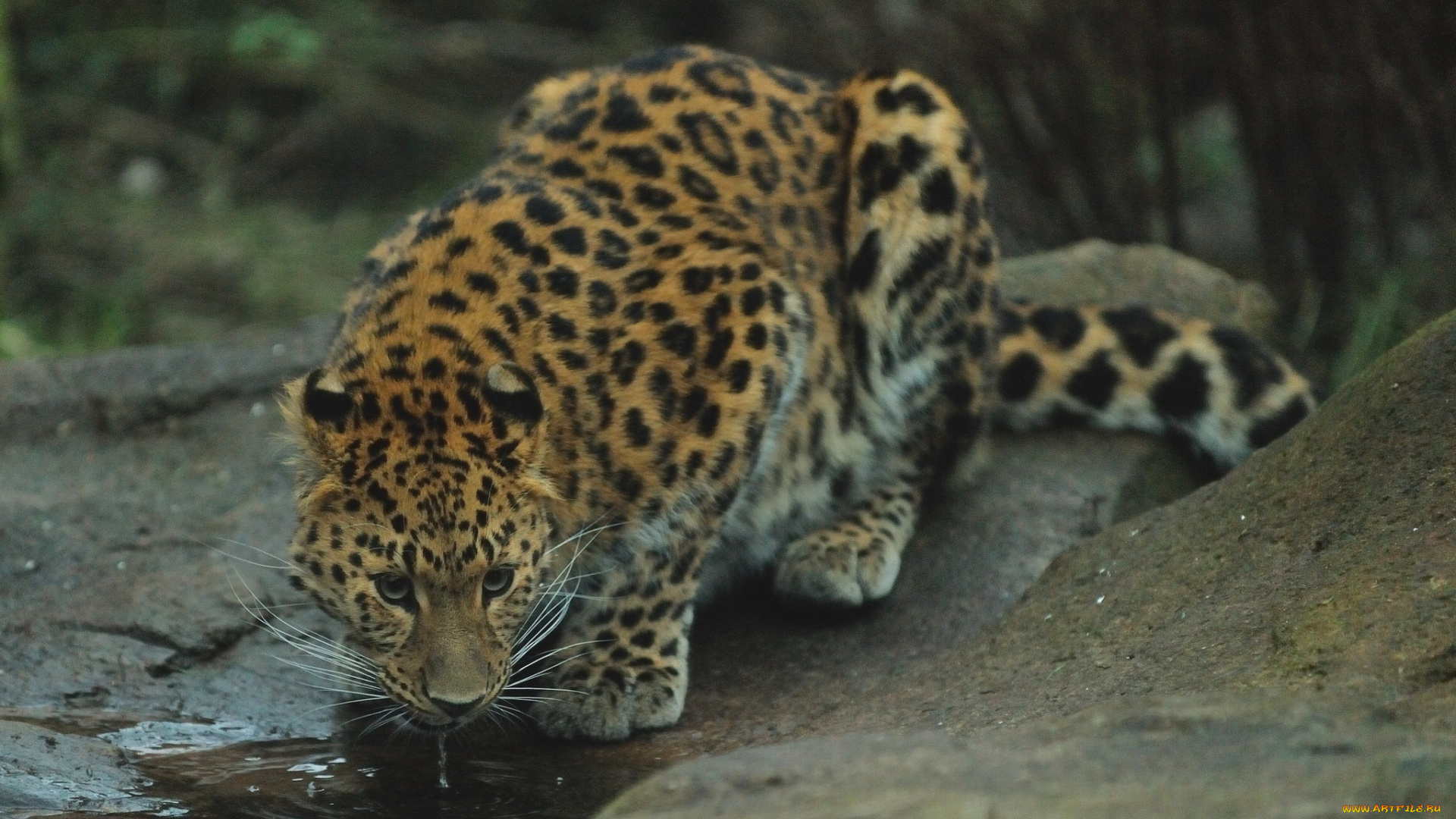 животные, леопарды, водопой