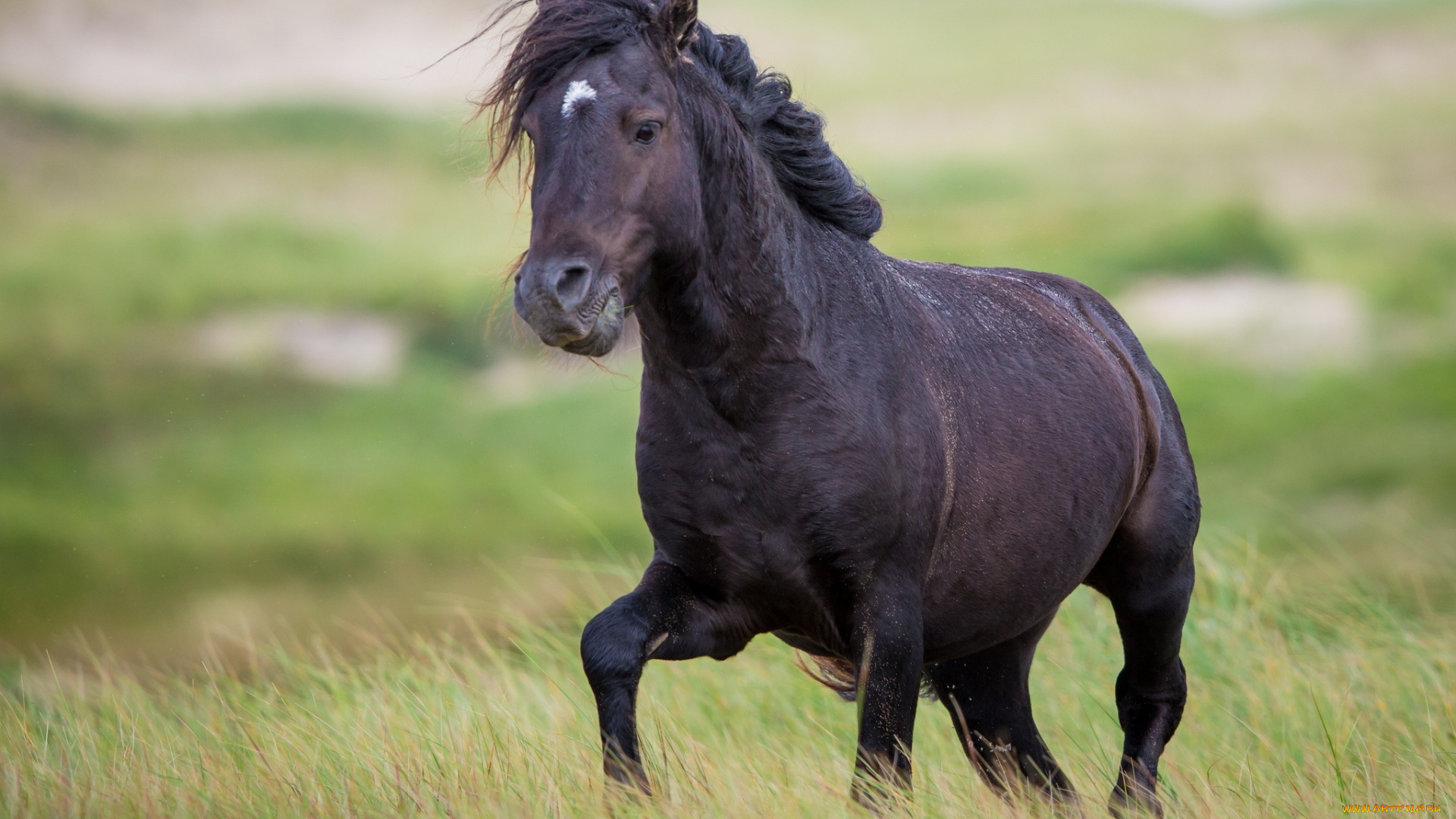 животные, лошади, вороной, конь, трава, пастбище