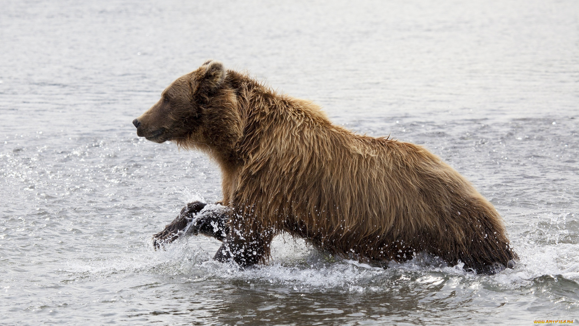 животные, медведи, вода, брызги, молодой, медведь, бурый