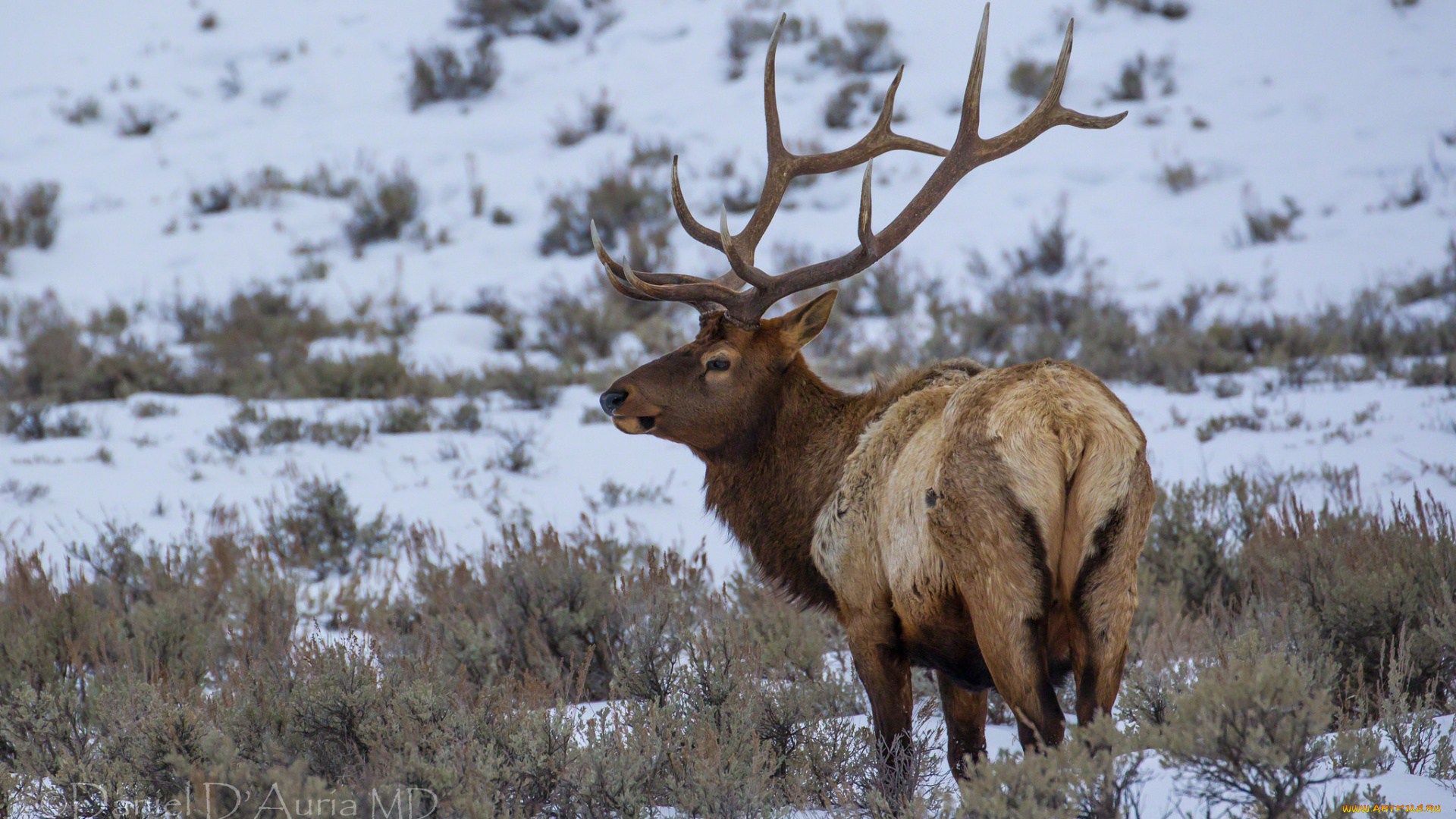 животные, олени, благородный, рога