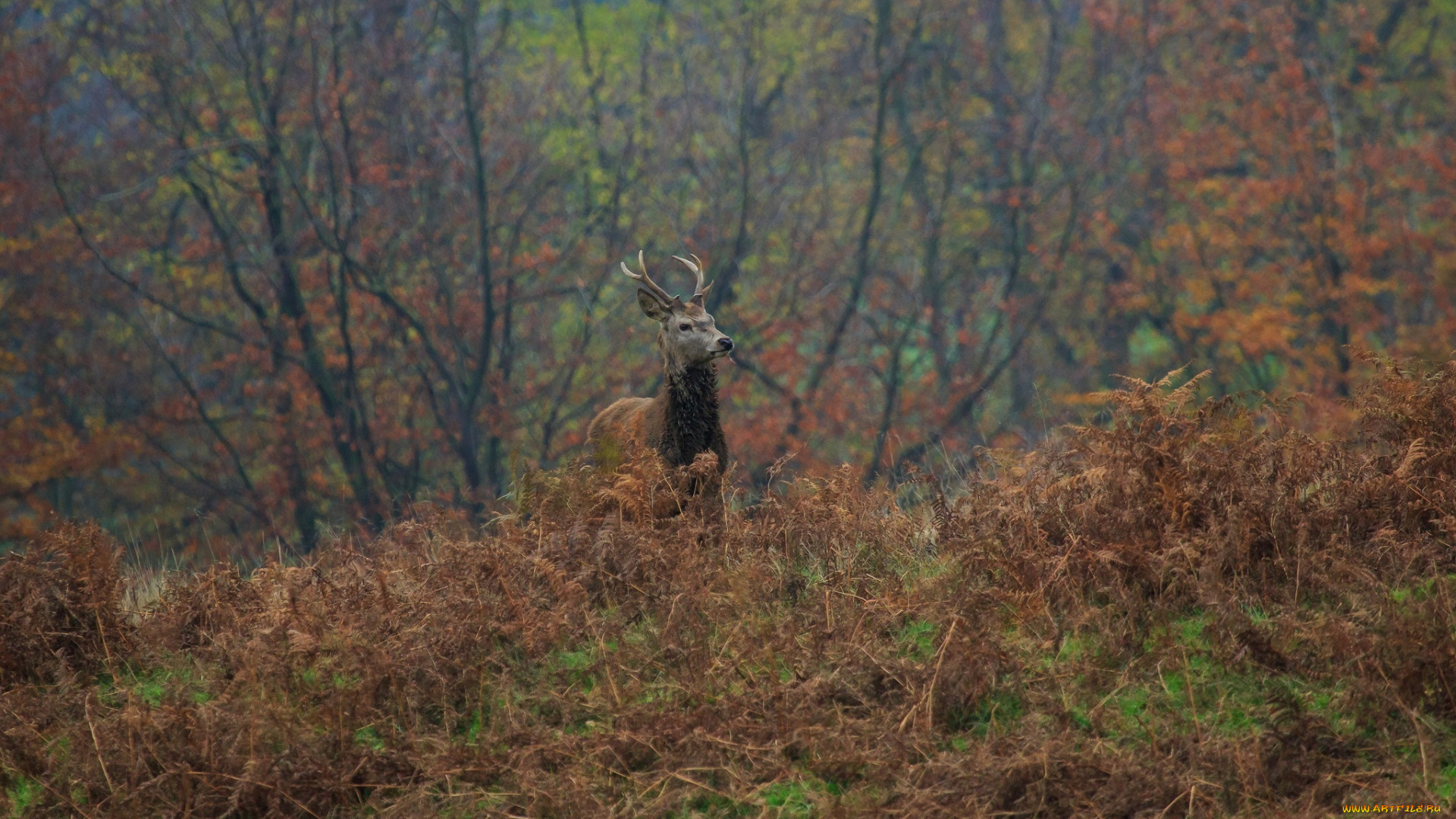 животные, олени, лес, осень, олень