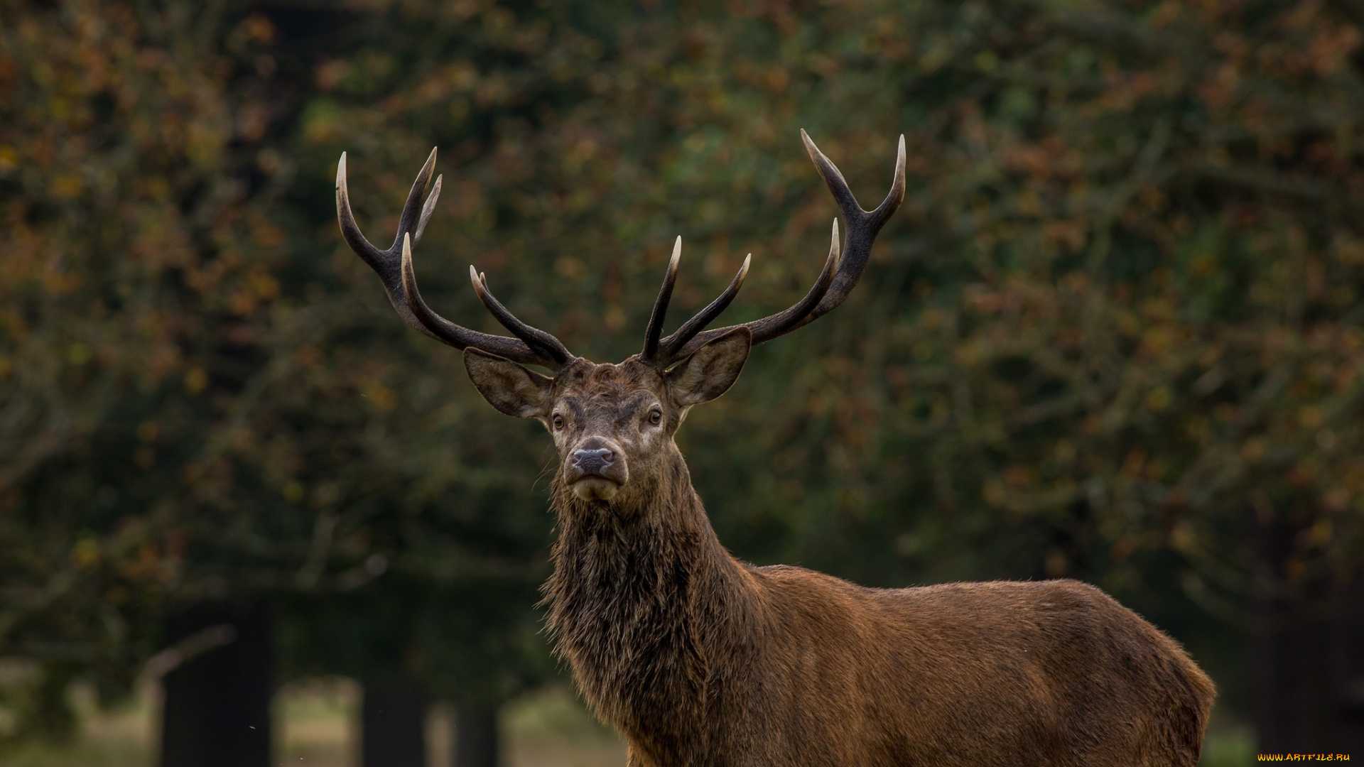 животные, олени, олень, рога, морда