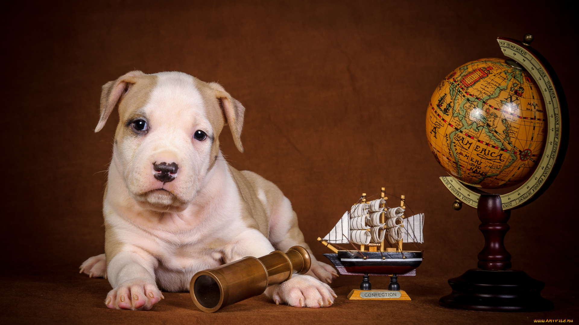 животные, собаки, глобус, щенок