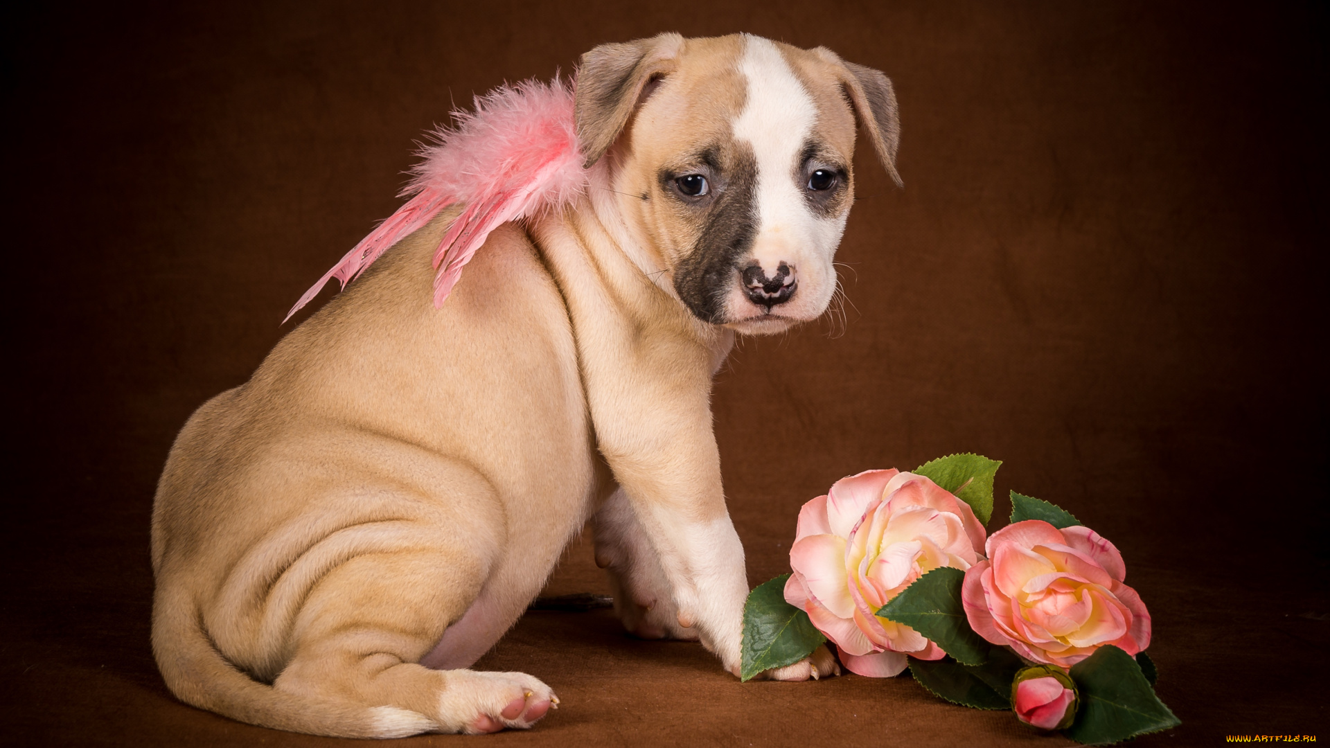 животные, собаки, щенок, ангел, крылья