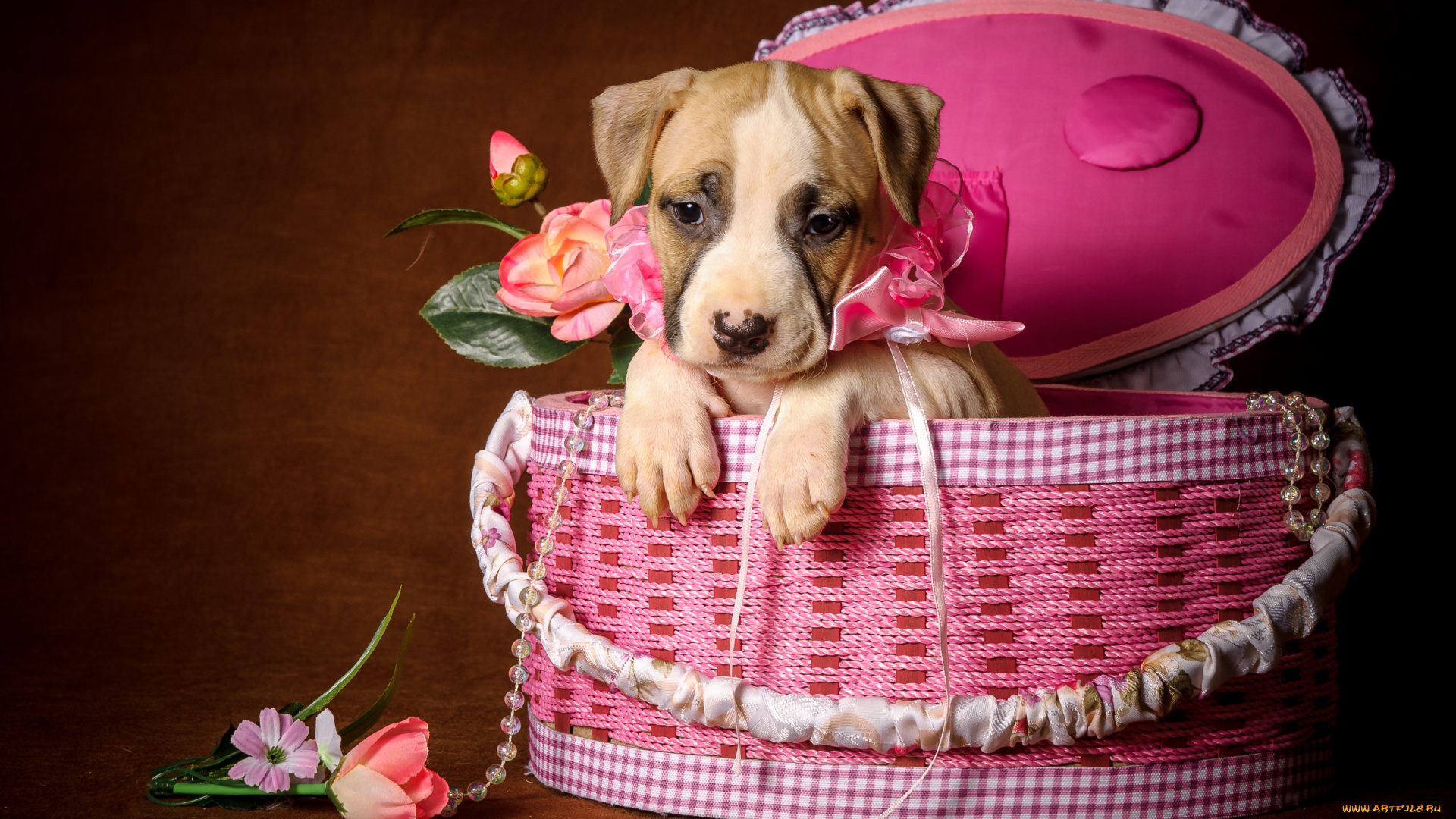 животные, собаки, щенок, ожерелье, коробка