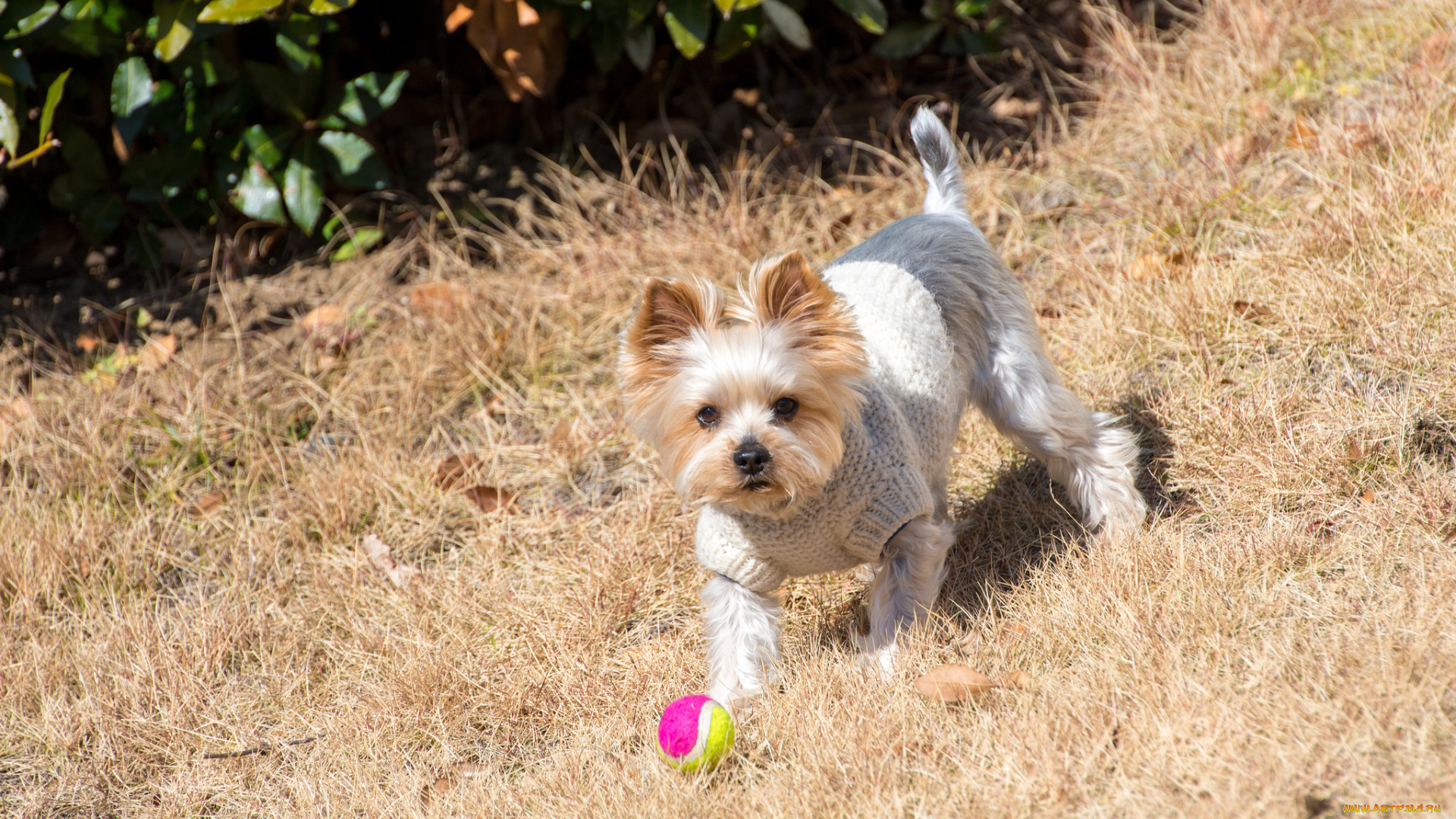 животные, собаки, собака