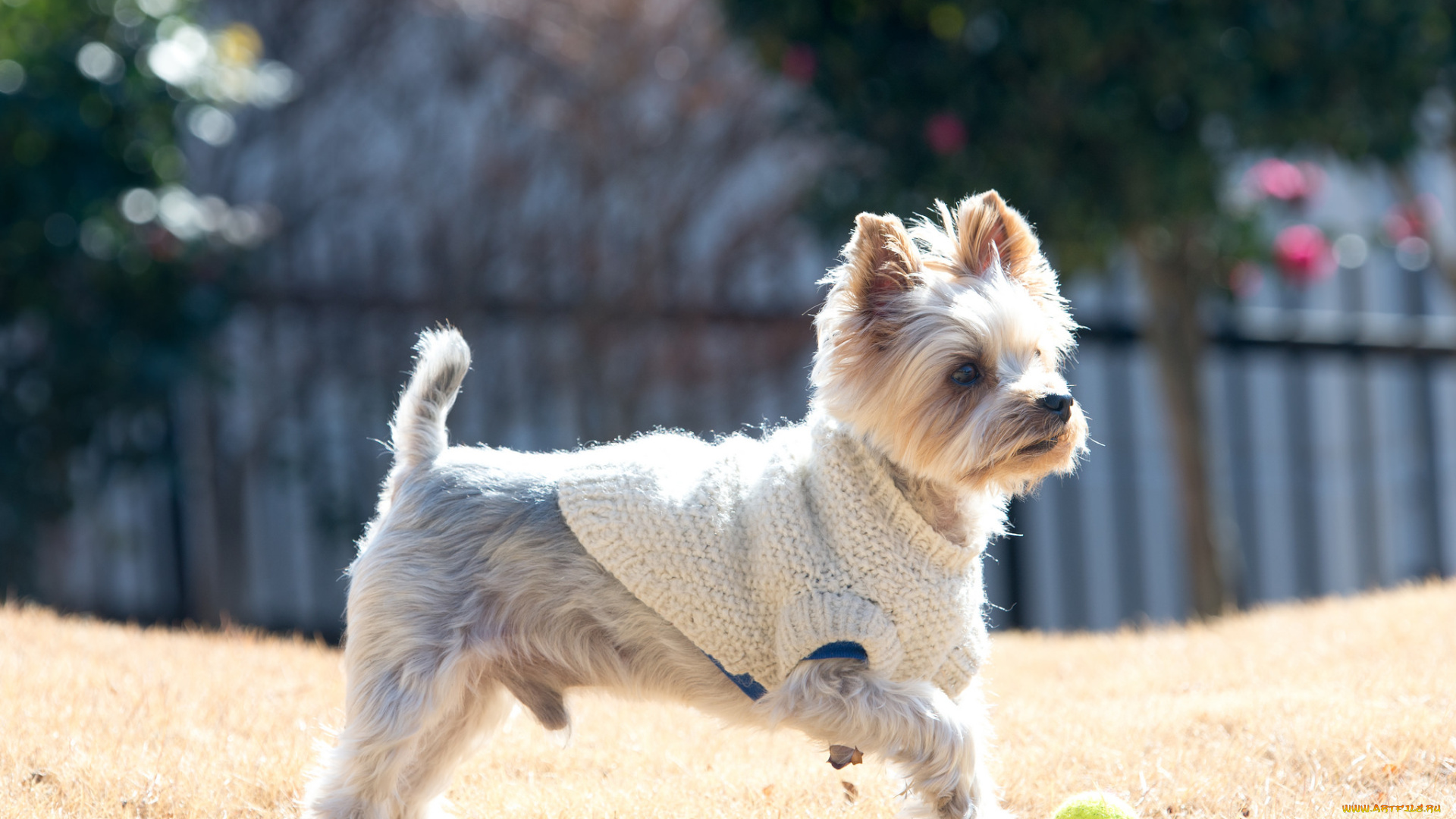 животные, собаки, собака