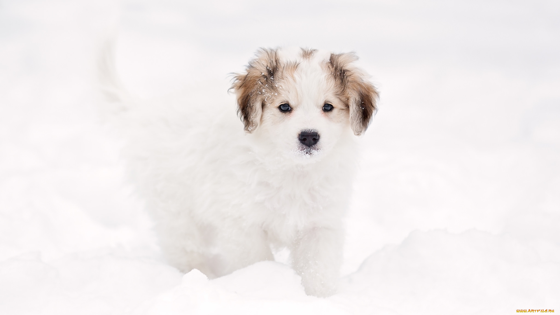 животные, собаки, собака, снег