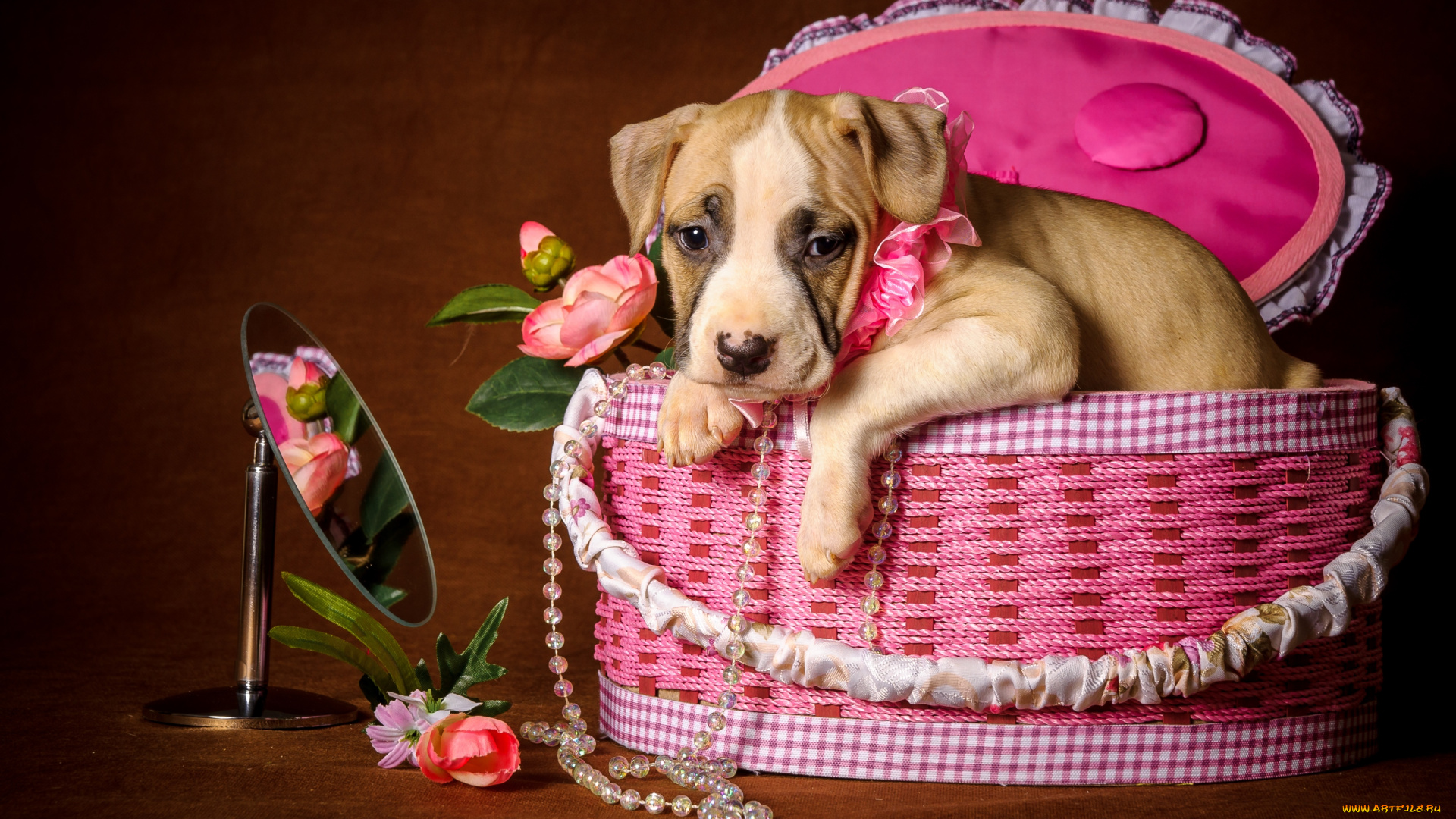 животные, собаки, зеркало, щенок, ожерелье, коробка