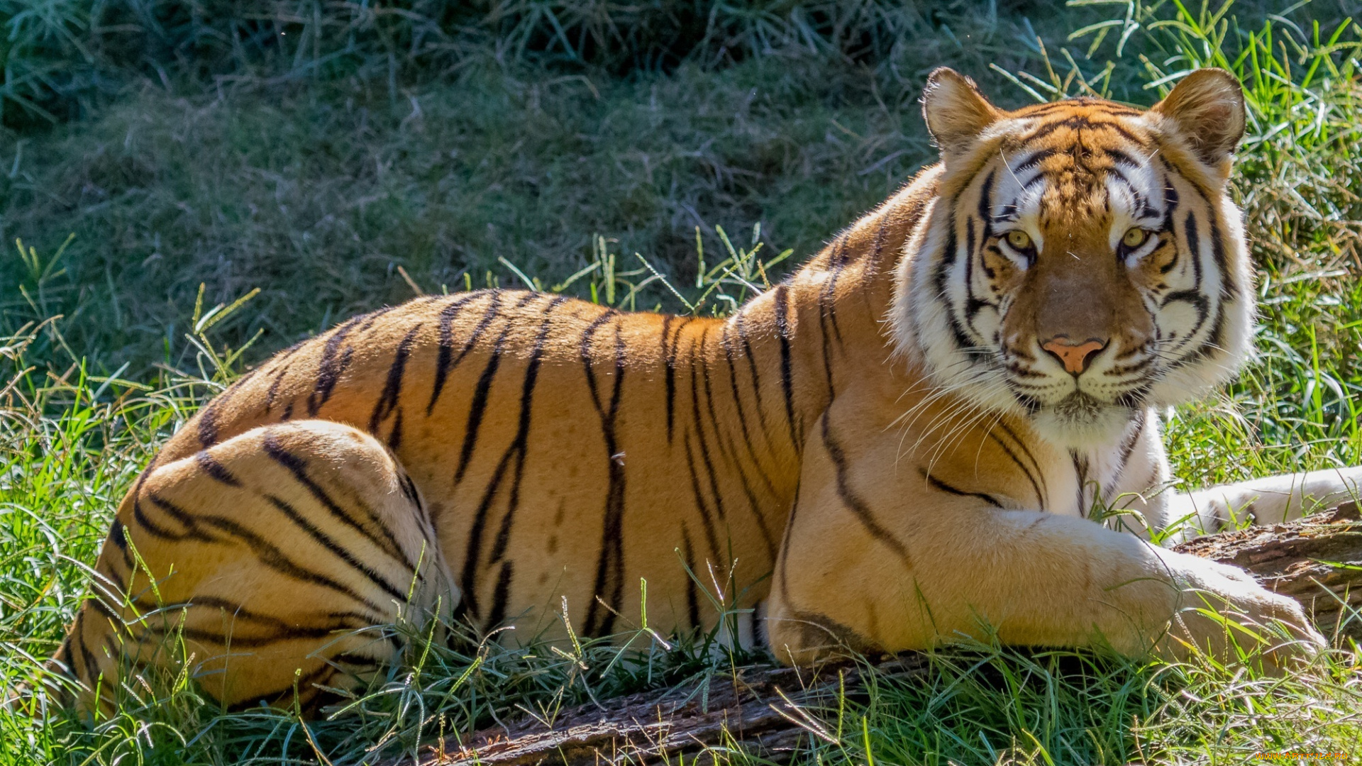 животные, тигры, свет, тигр, лежит, трава, бревно