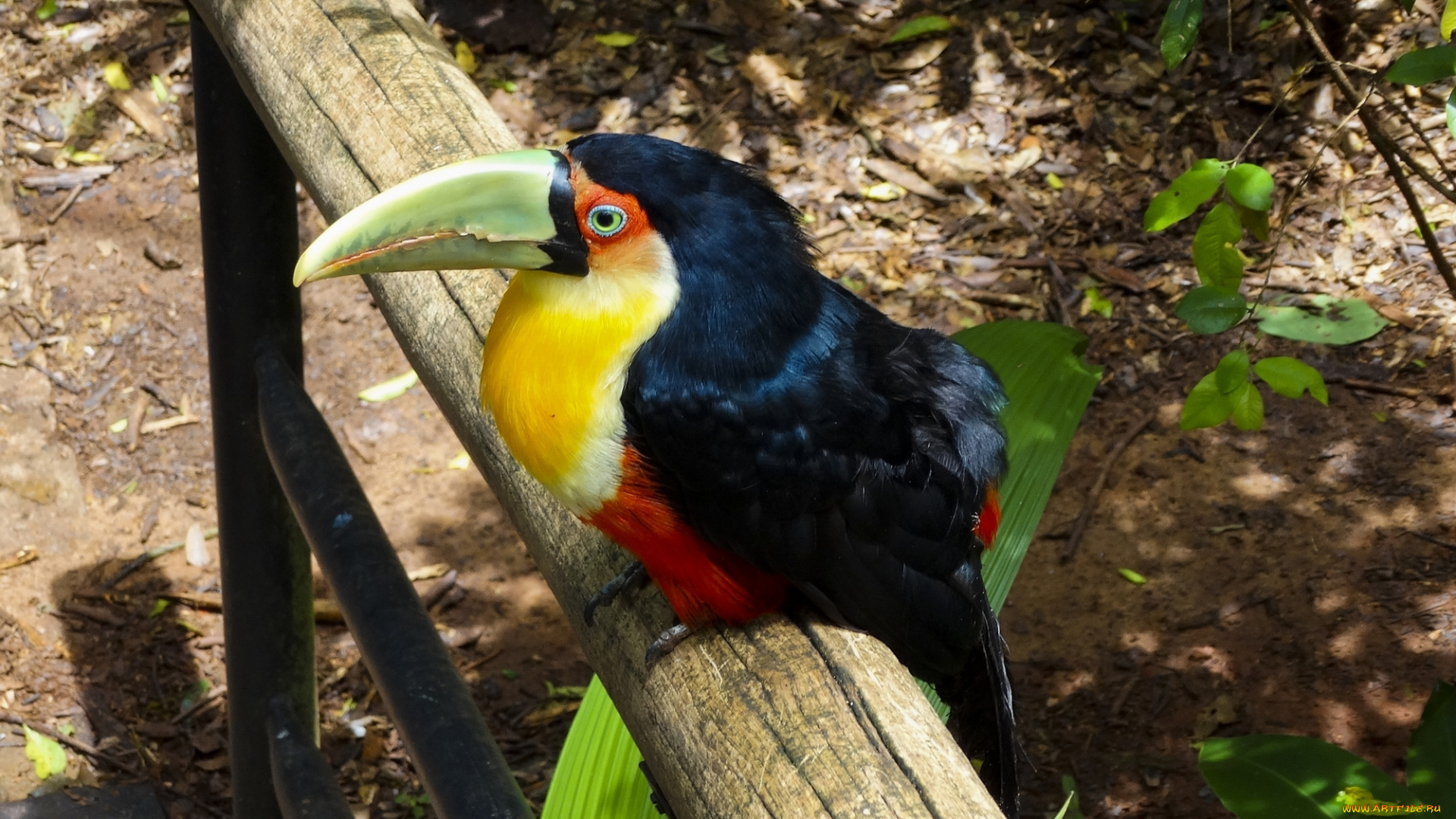 животные, туканы, попугай