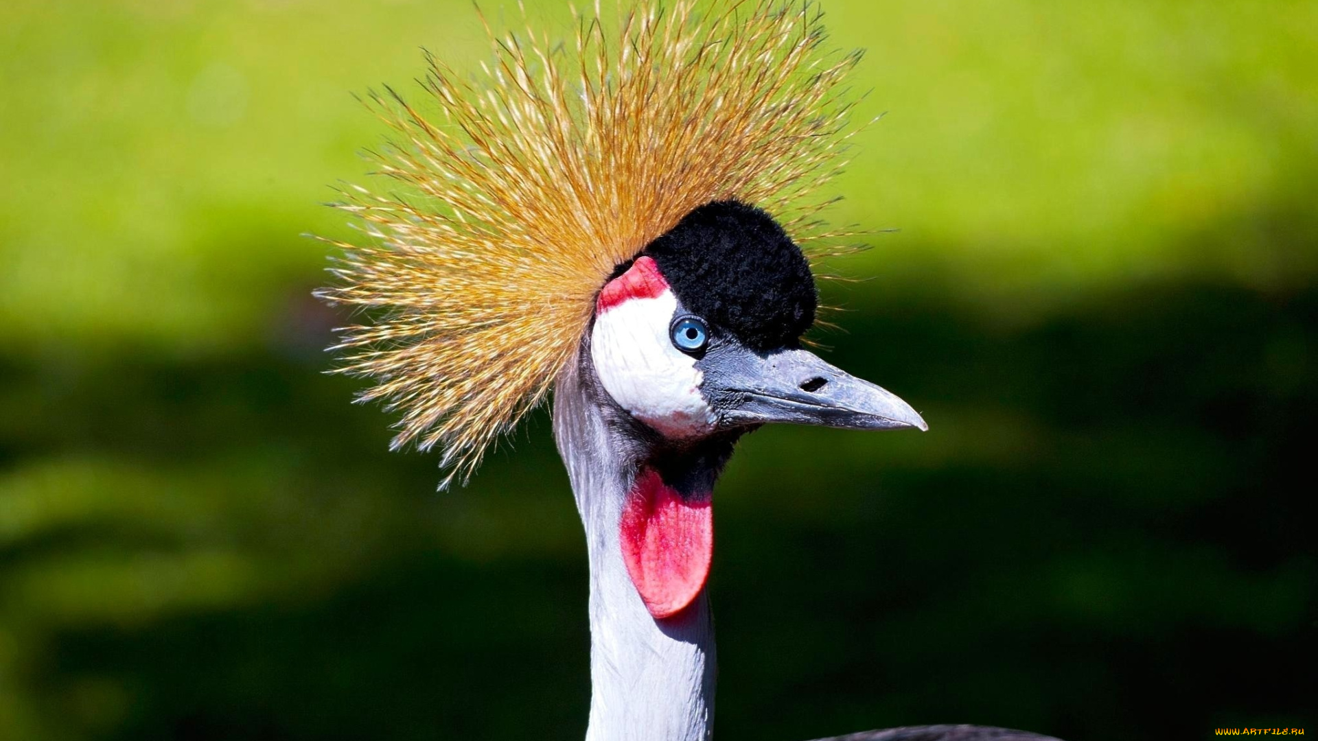 животные, журавли, хохолок, голова, венценосный, журавль
