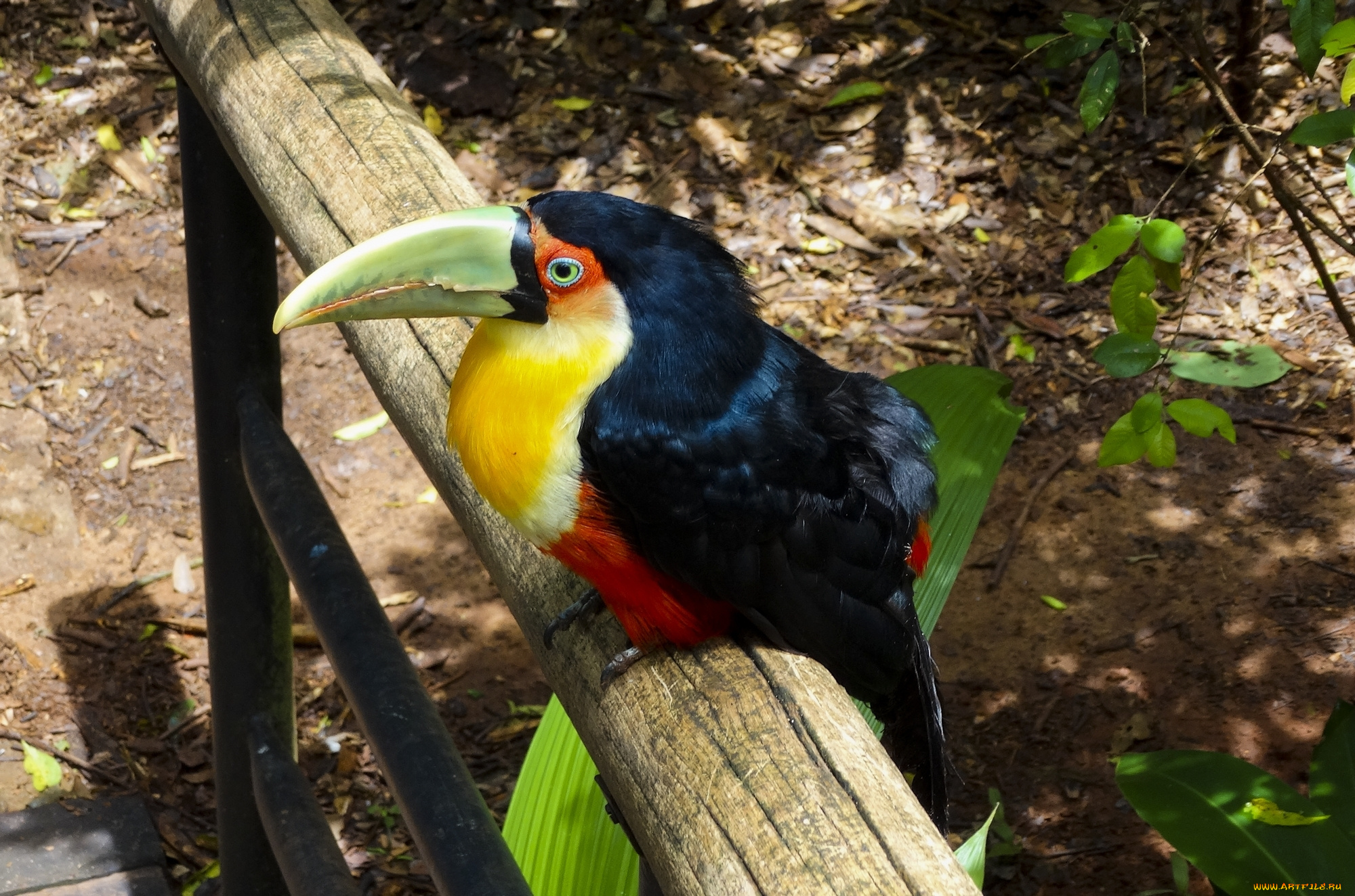 животные, туканы, попугай