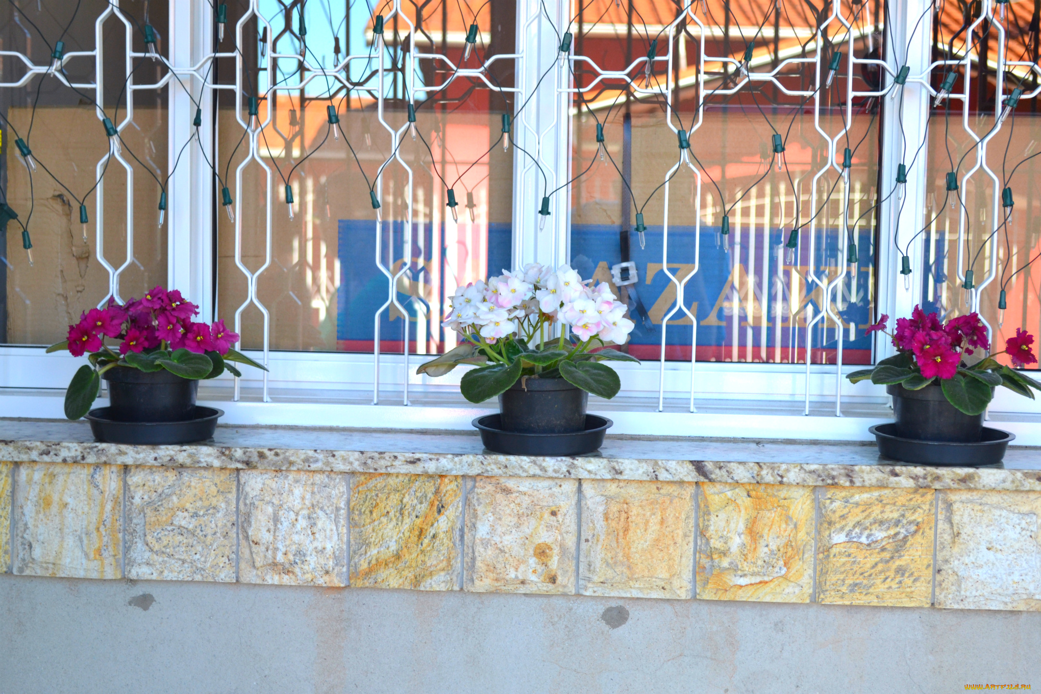 цветы, фиалки, фиалка