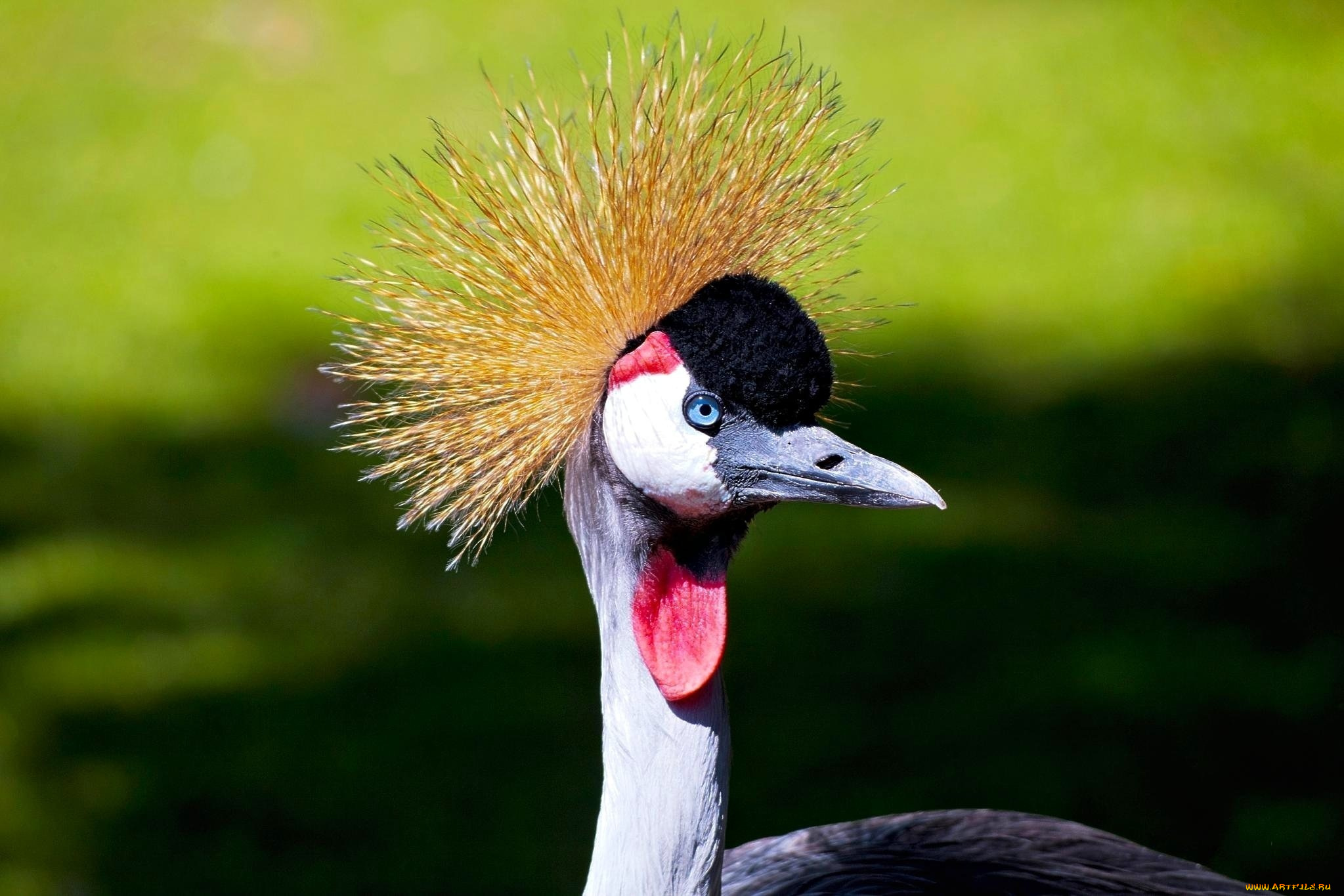животные, журавли, хохолок, голова, венценосный, журавль