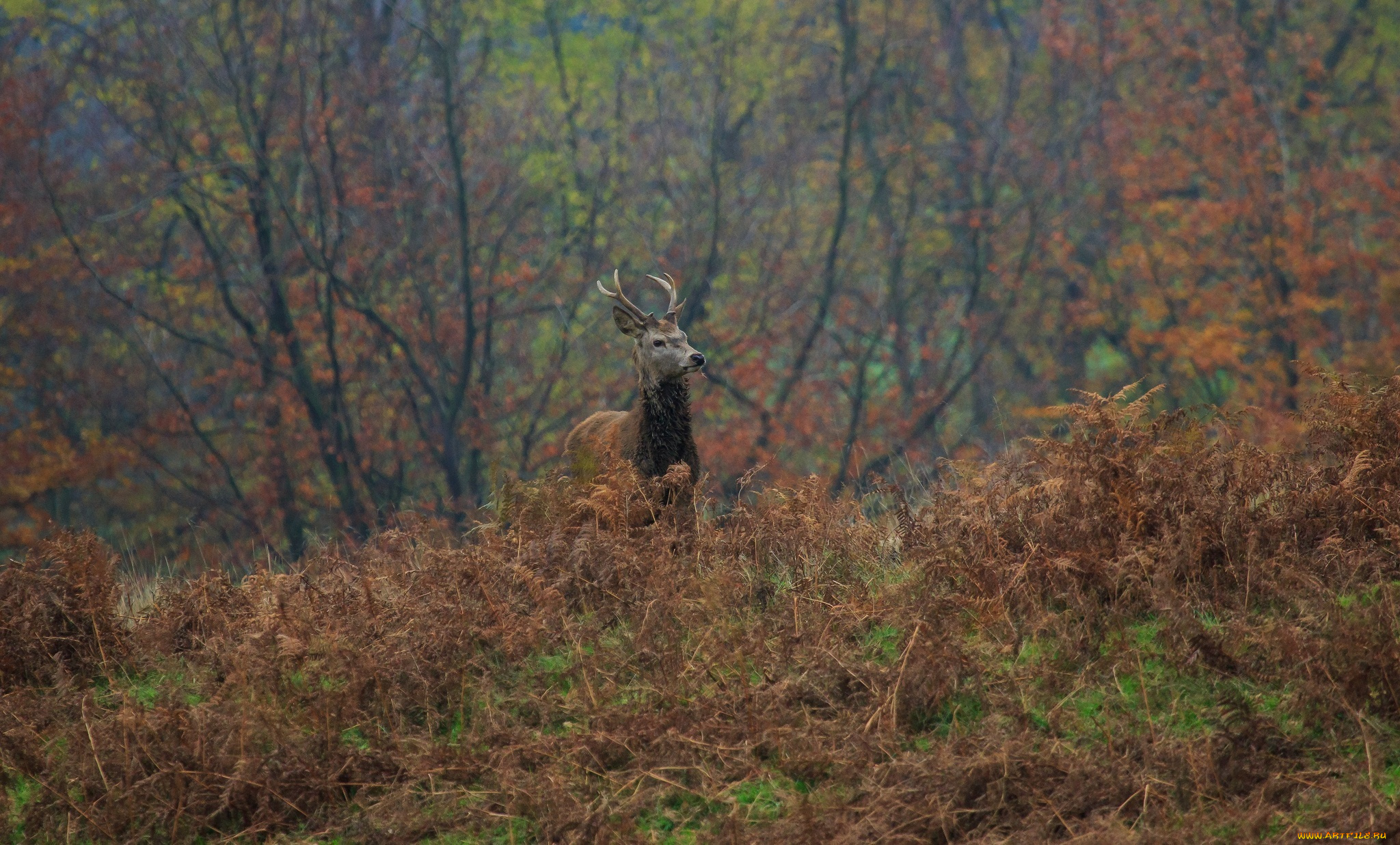 животные, олени, лес, осень, олень