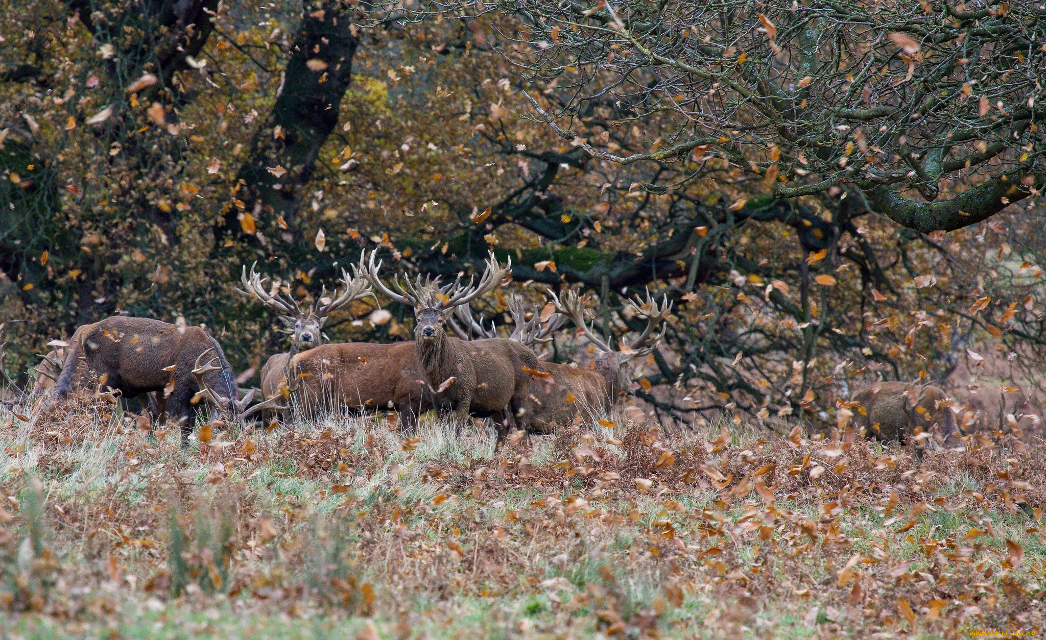 животные, олени, листья, осень, лес