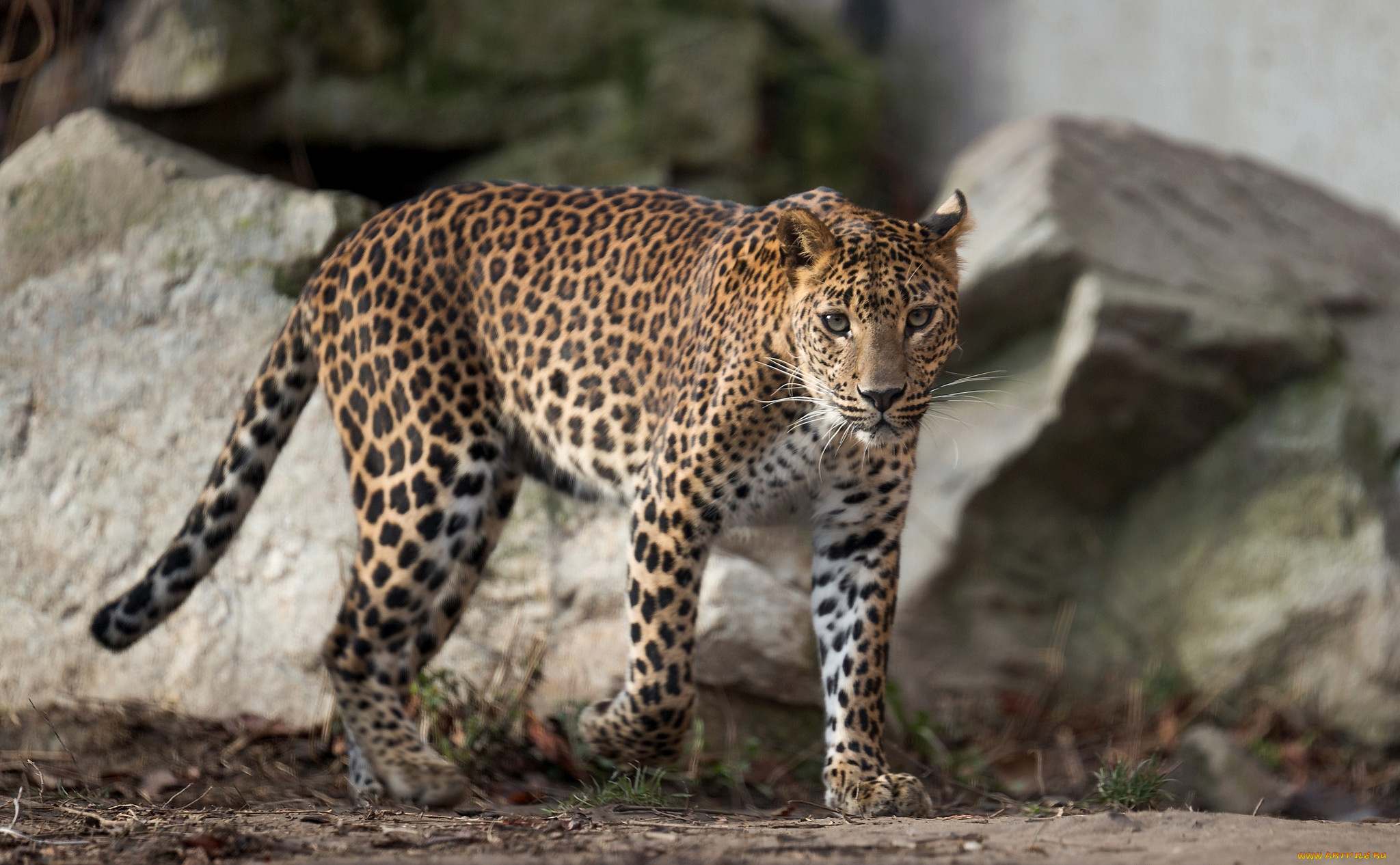 животные, леопарды, кошка