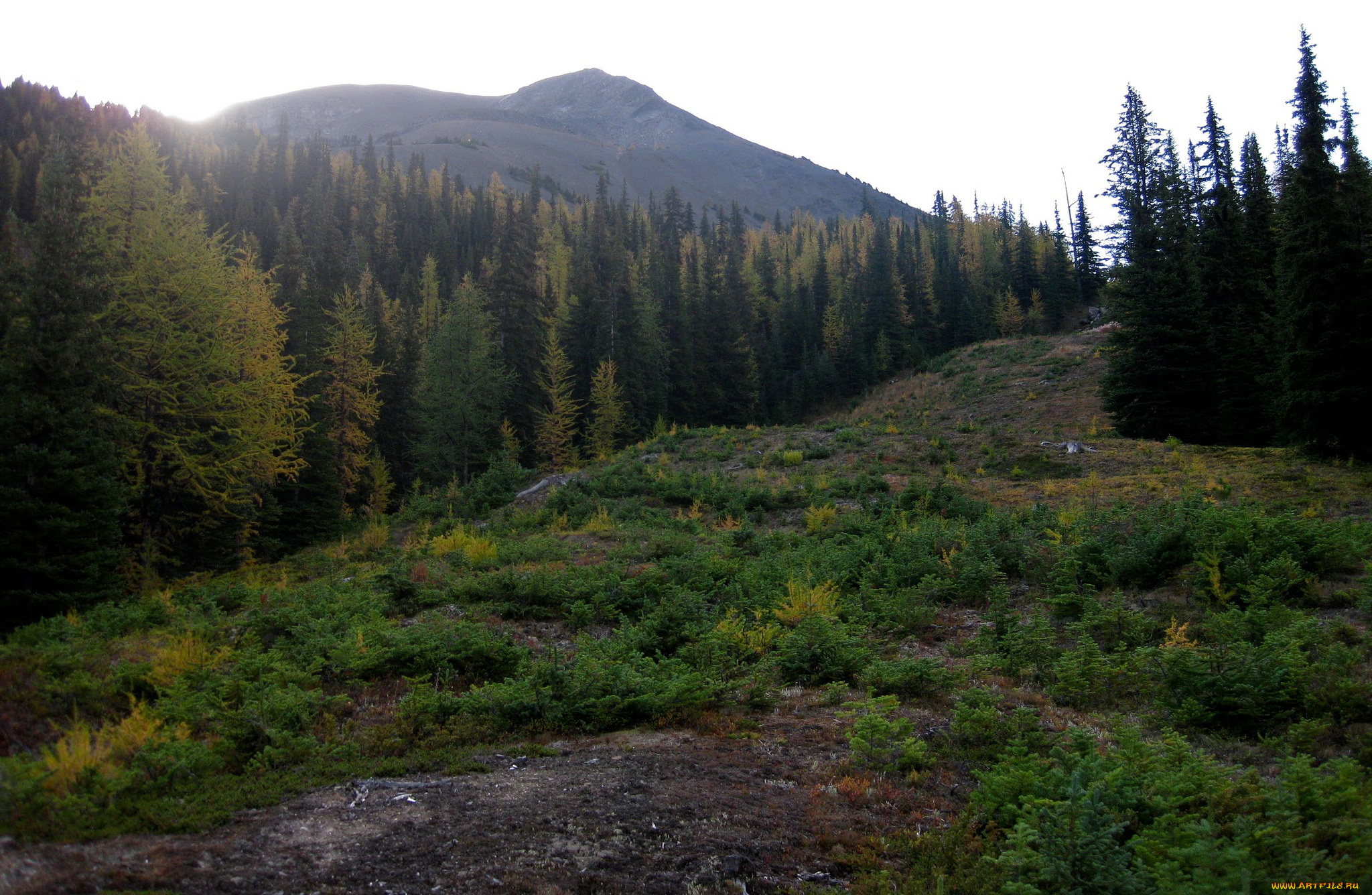 природа, горы, лес