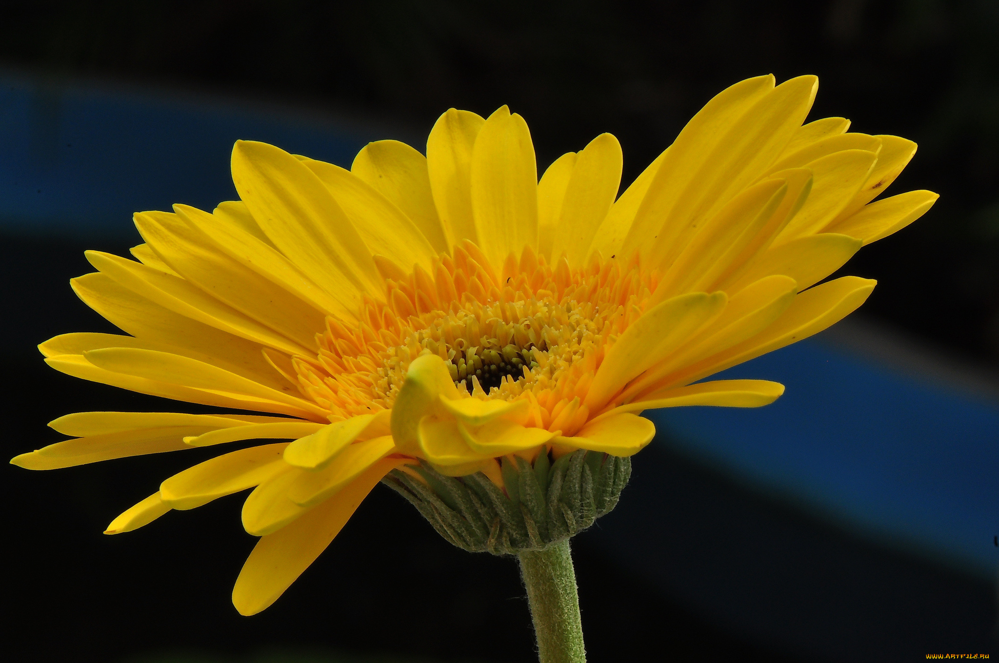 цветы, герберы, лепестки, цветк