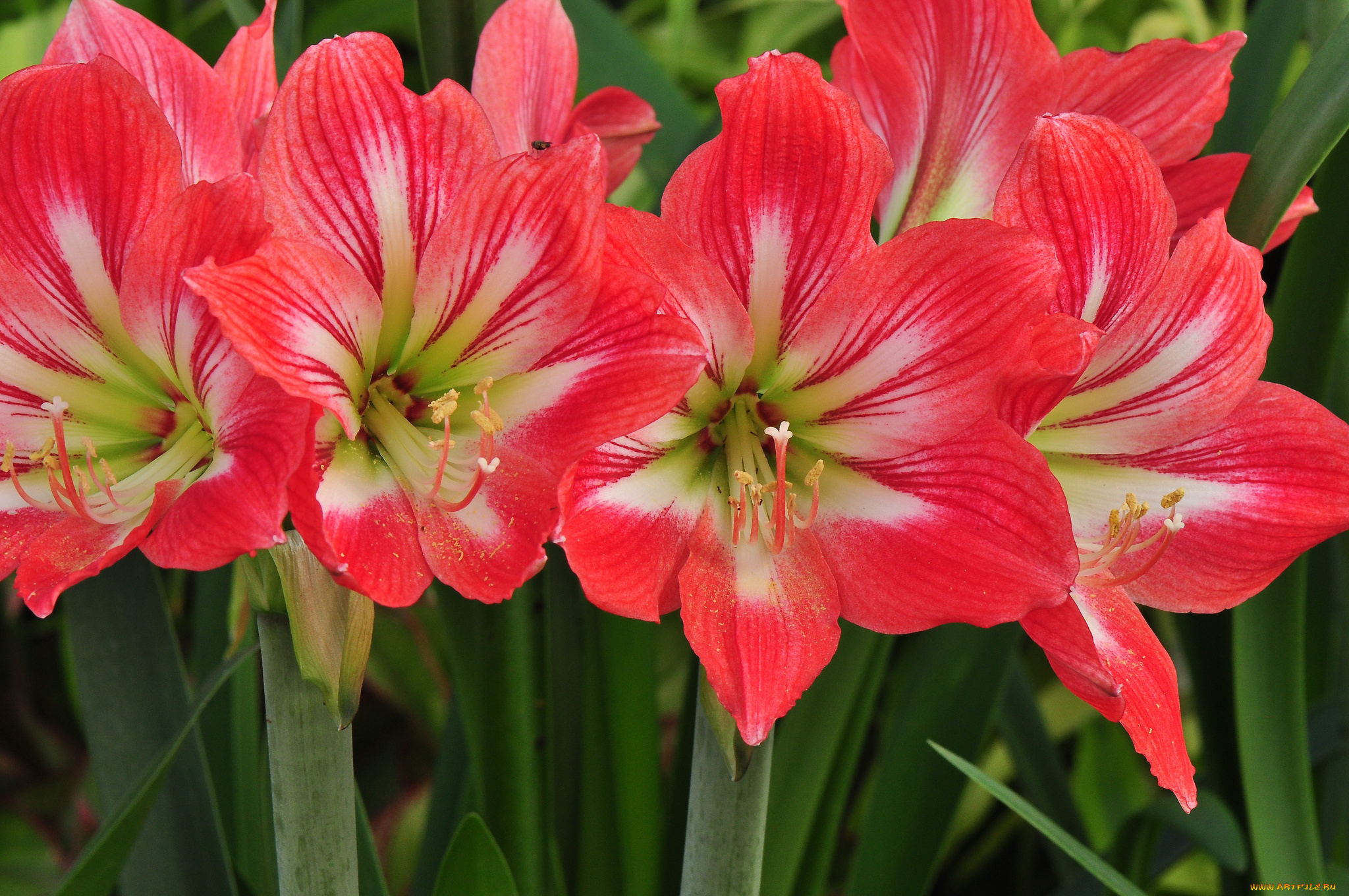 цветы, лилии, , лилейники, стебель