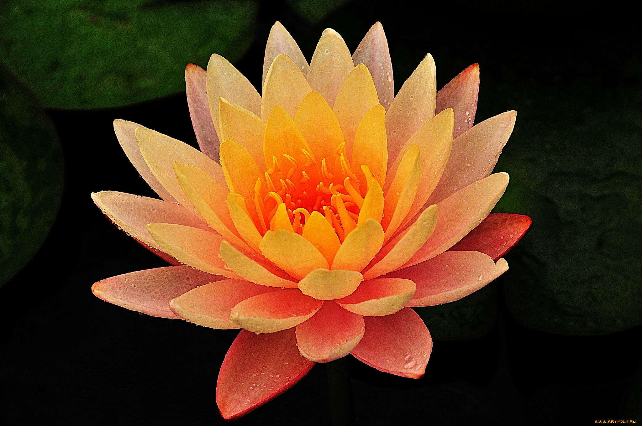 цветы, лилии, водяные, , нимфеи, , кувшинки, вода, лилия