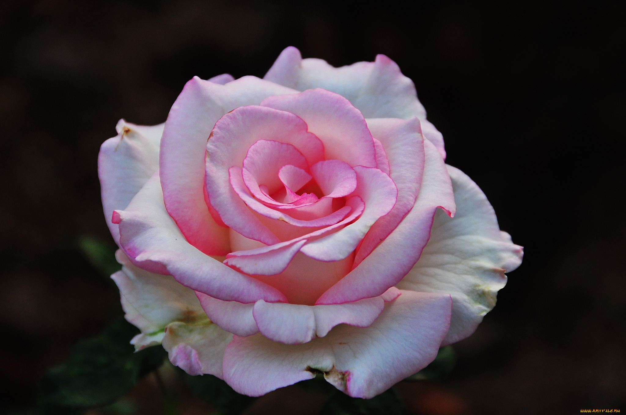 цветы, розы, бутон, роза