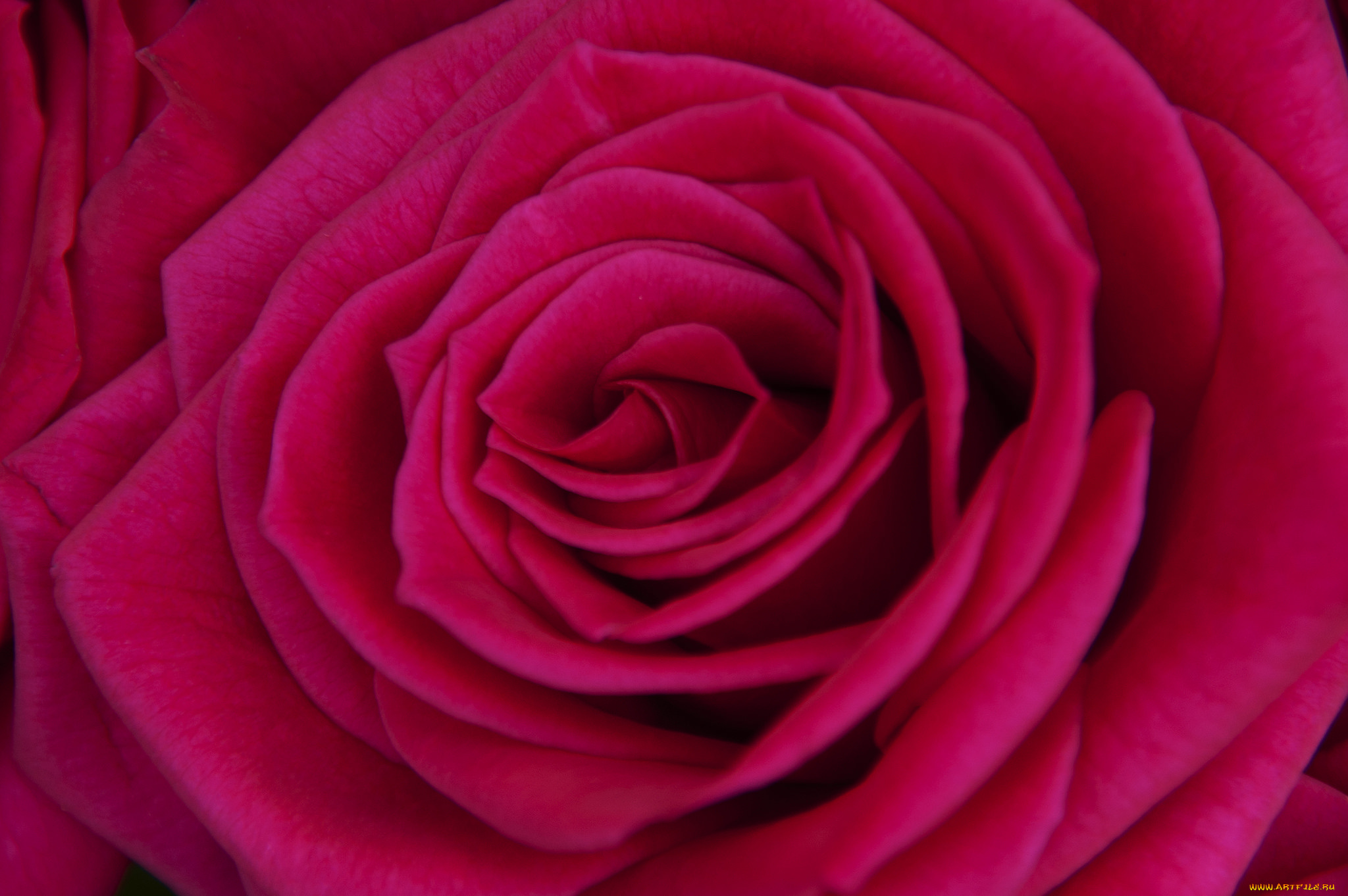 цветы, розы, роза