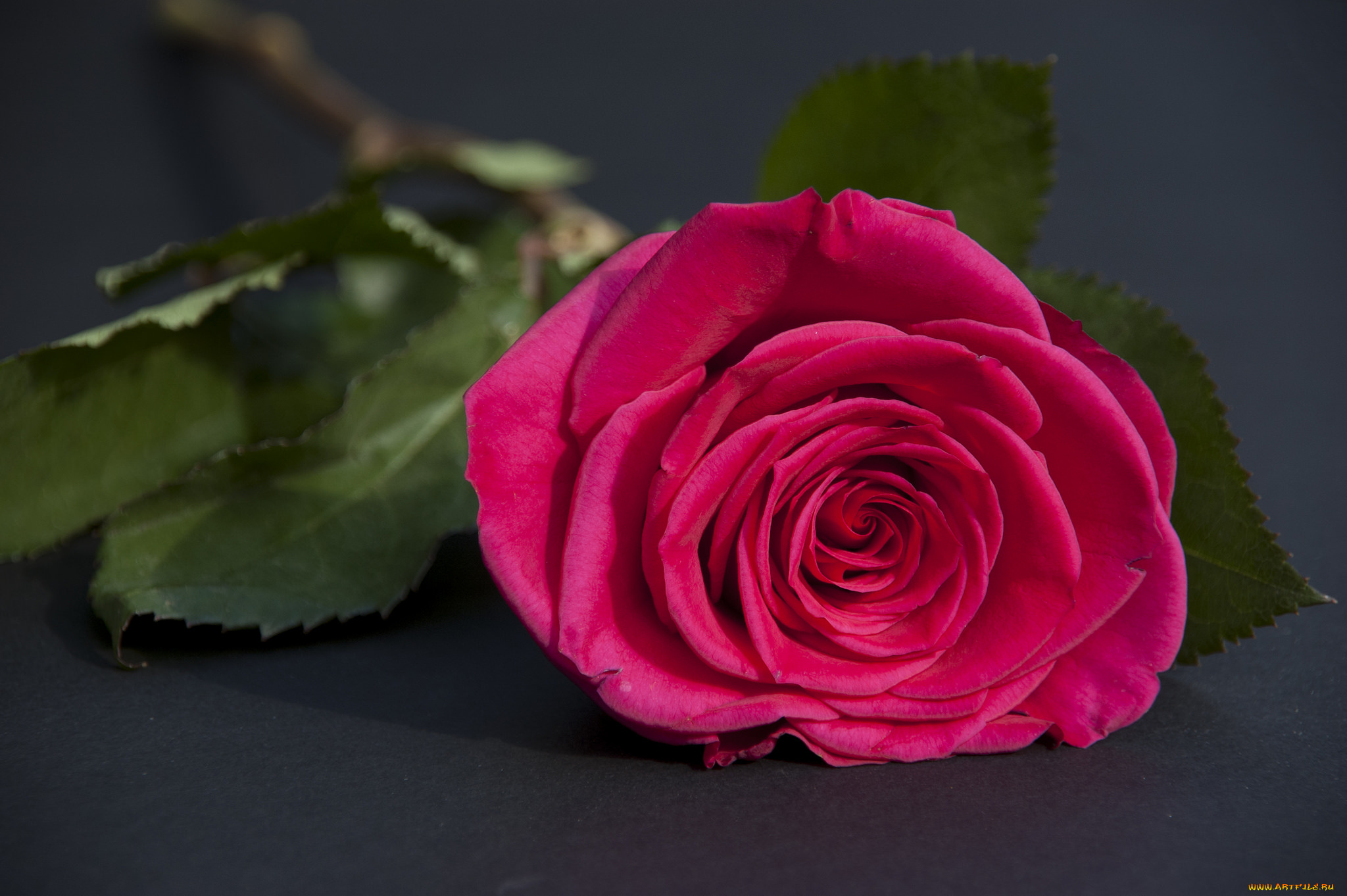 цветы, розы, роза