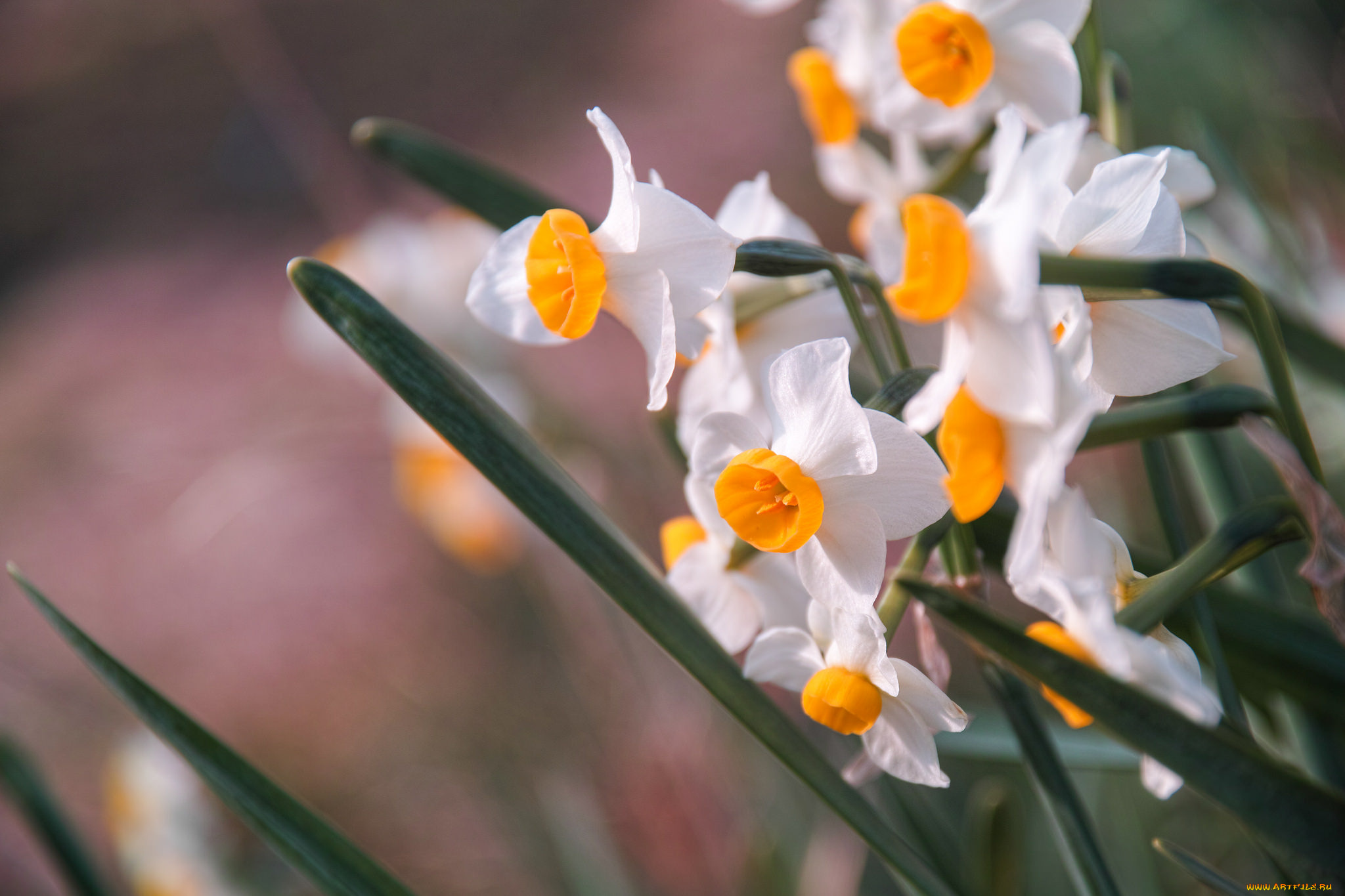цветы, нарциссы, нарцисс