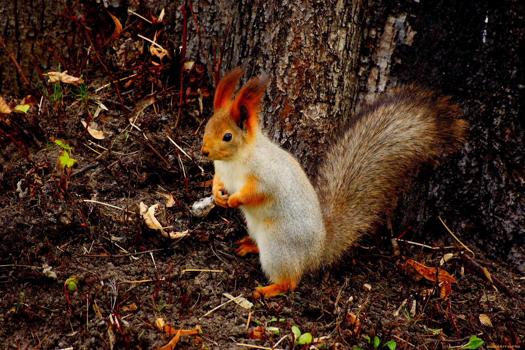 животные, белки, белка