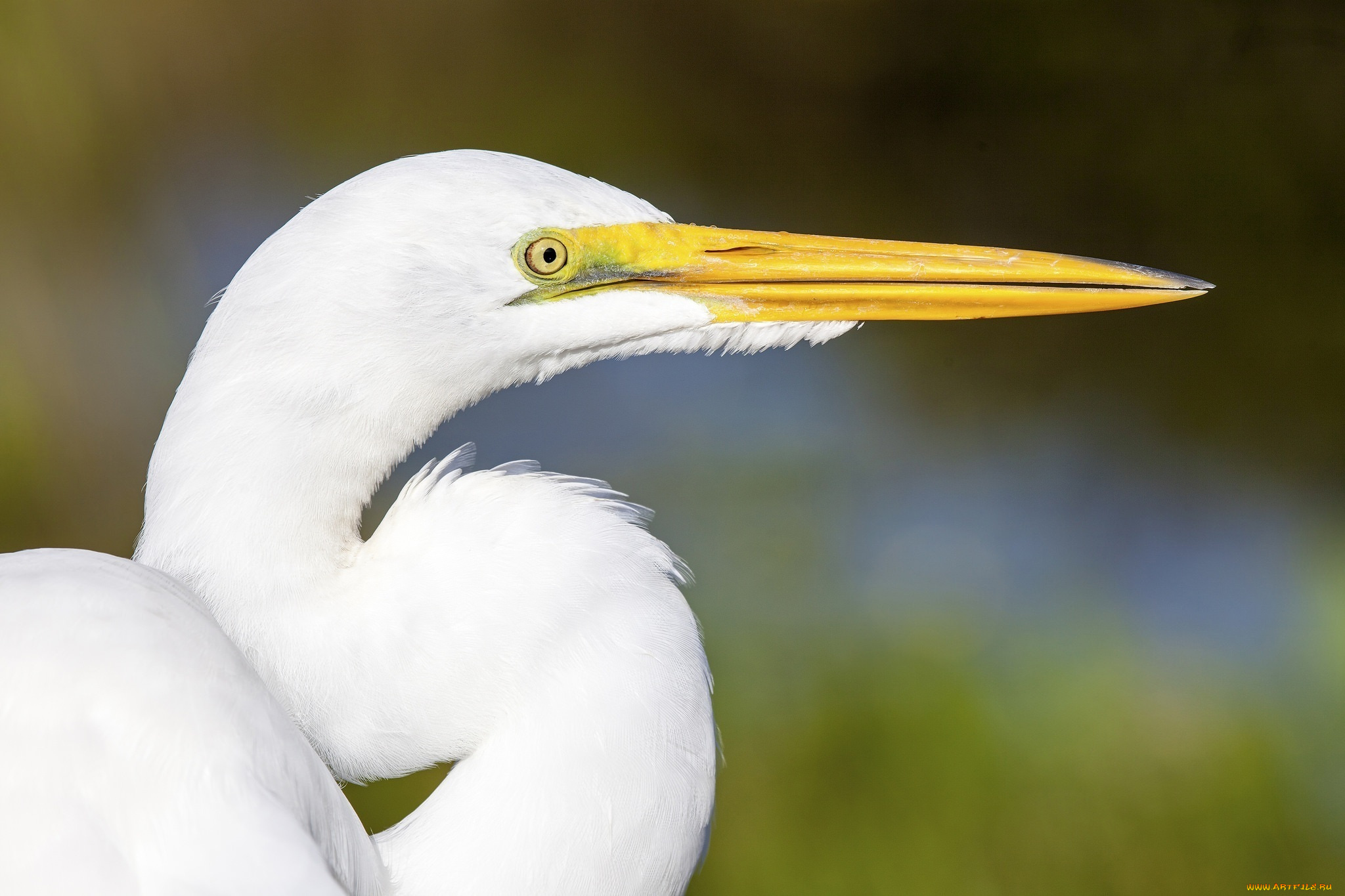 животные, цапли, профиль, клюв, белая, цапля